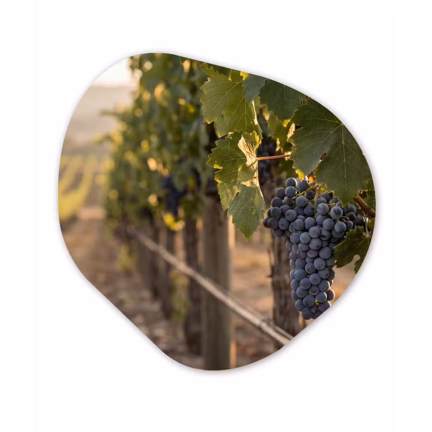 Druiven - Wijngaard - Zonlicht Wandcirkel Organisch Aluminium middel -3d