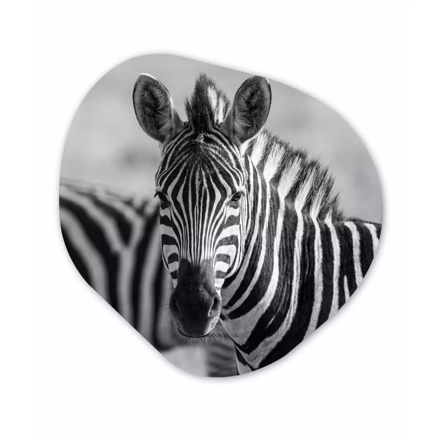 Zebra's - Zwart - Wit Wandcirkel Organisch Aluminium middel -3d