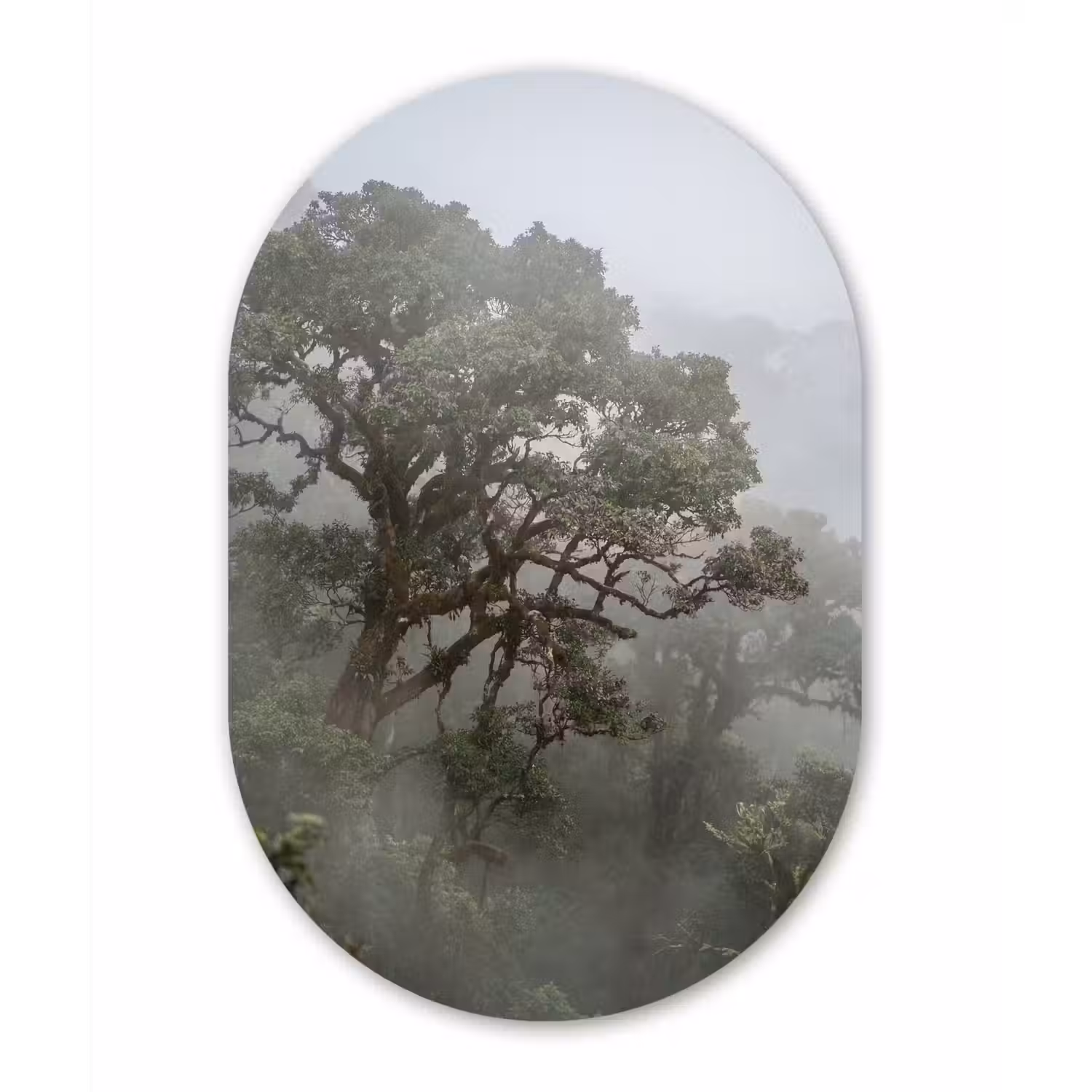 Boom - Mistig - Bos - Groen - Natuur Wandcirkel Ovaal Aluminium middel -3d