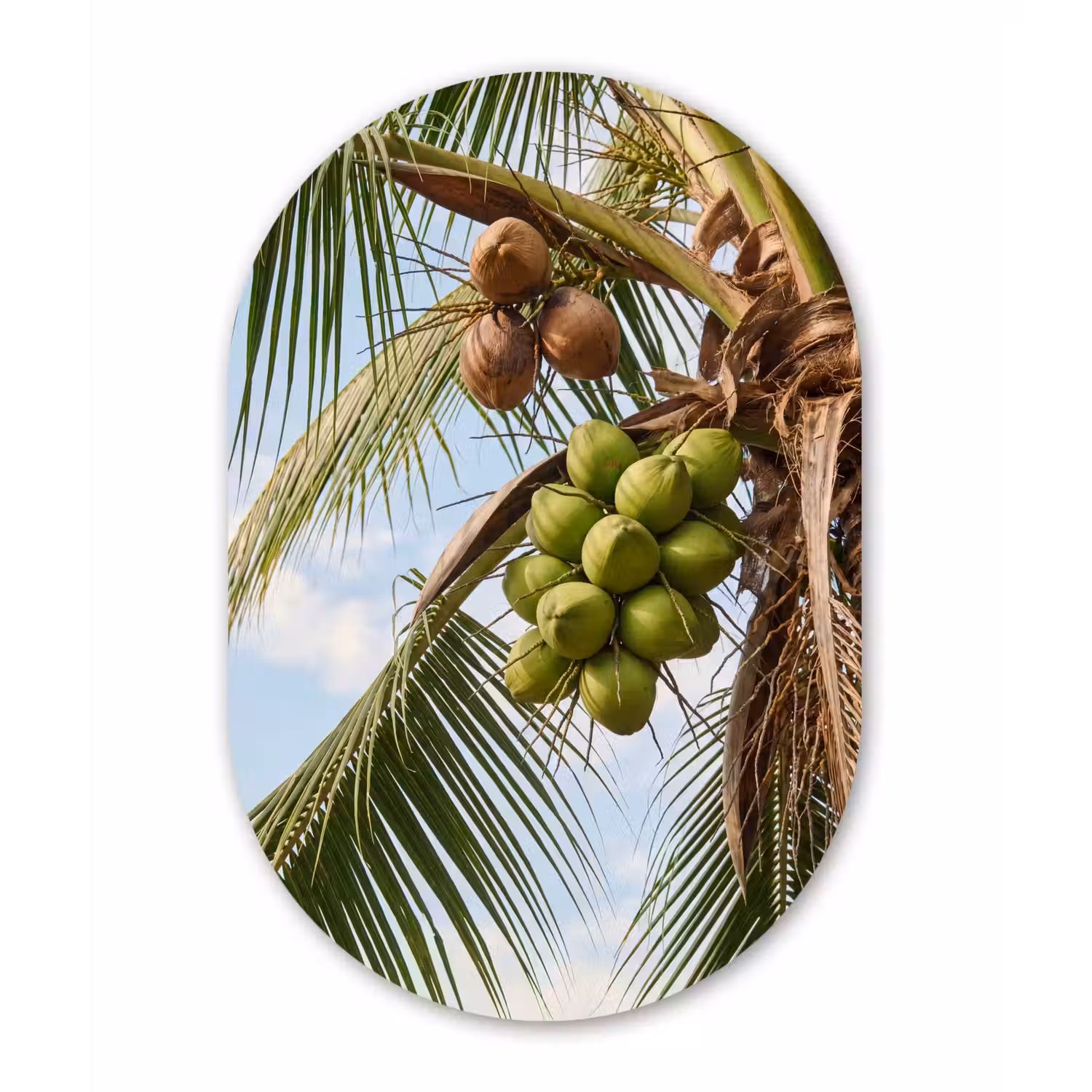 Kokosnoot - Boom - Tropisch - Natuur - Groen Wandcirkel Ovaal Aluminium middel -3d