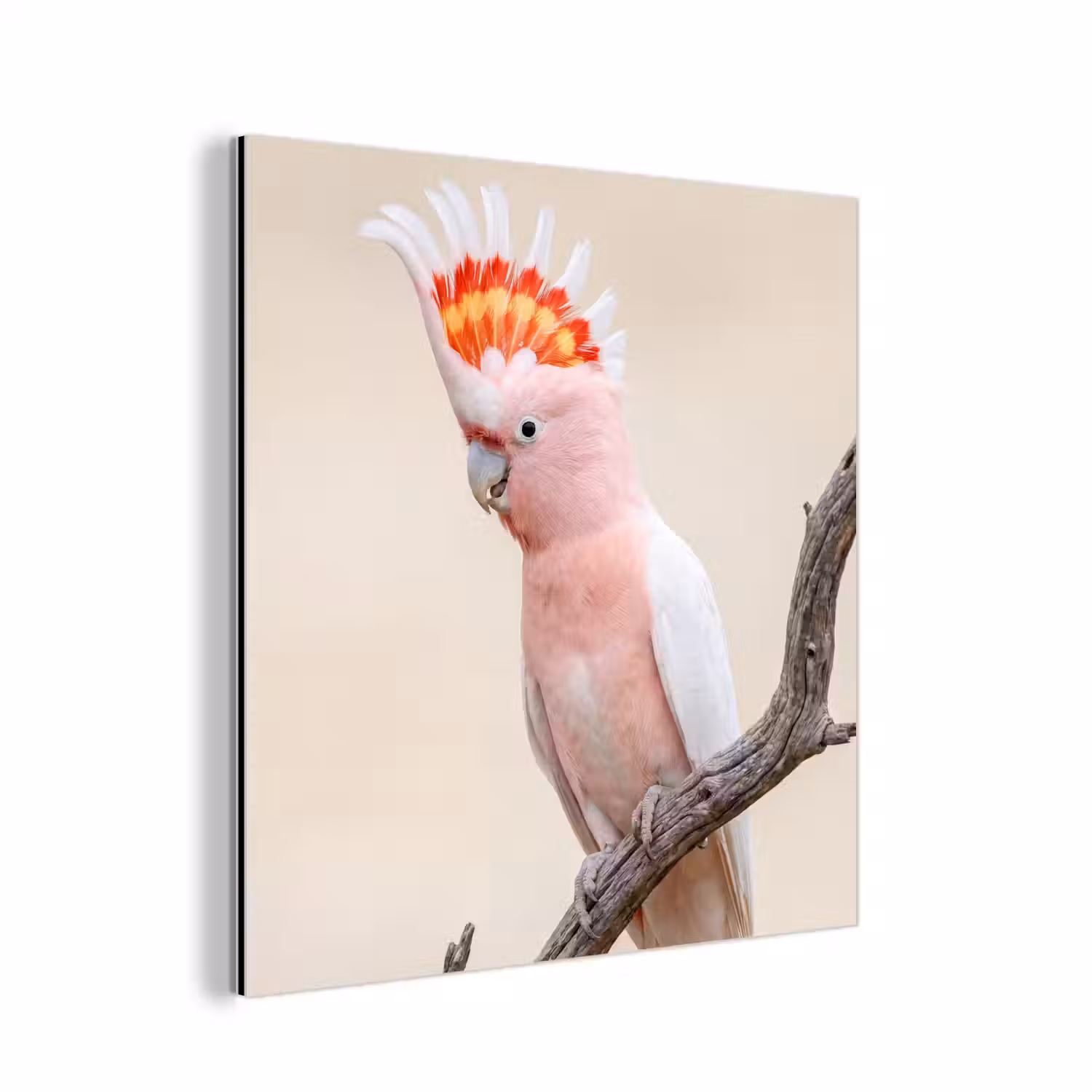 Papagaai - Tak - Roze aluminium wit klein -3d