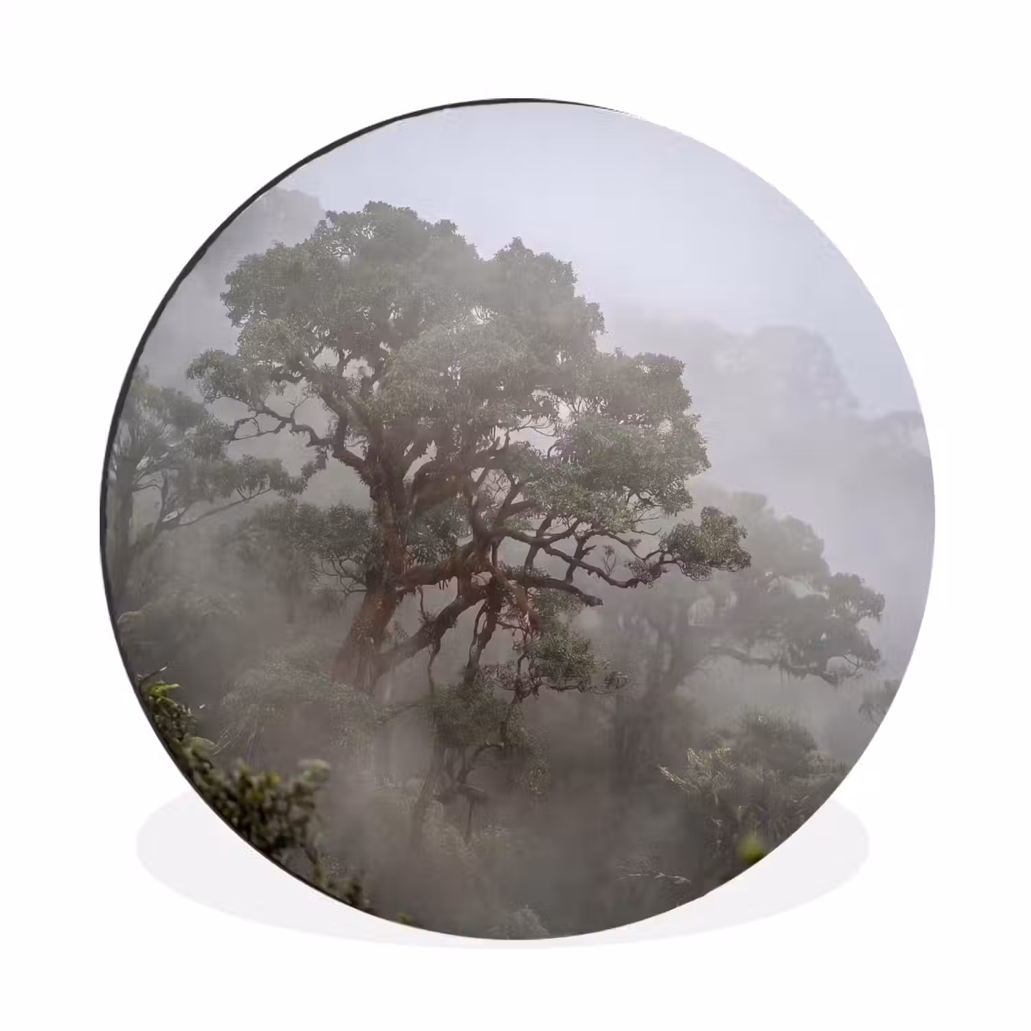 Boom - Mistig - Bos - Groen - Natuur Wandcirkel aluminium klein -3d