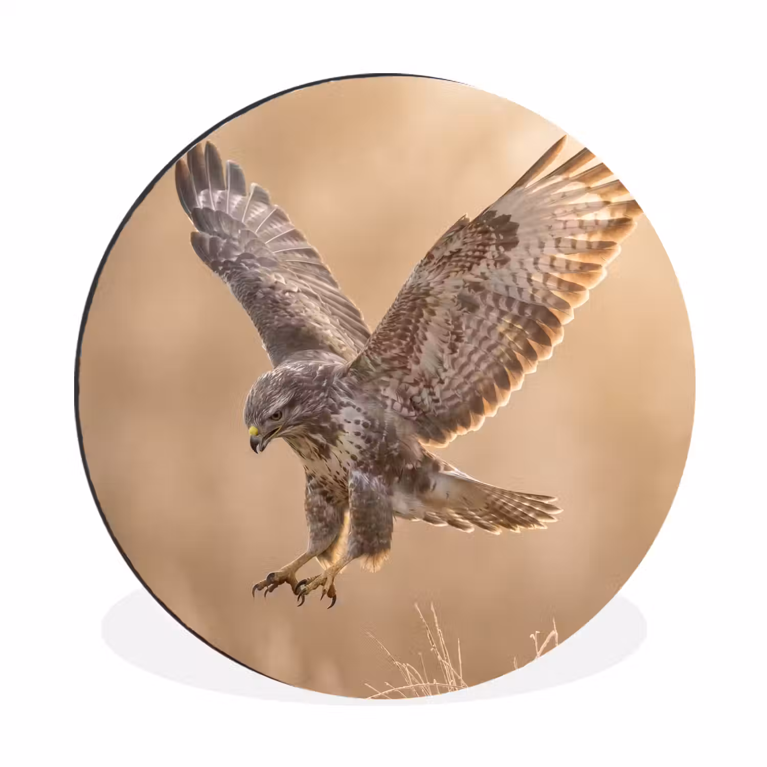 Buizerd - Roofvogel - Natuur - Bruin Wandcirkel aluminium klein -3d