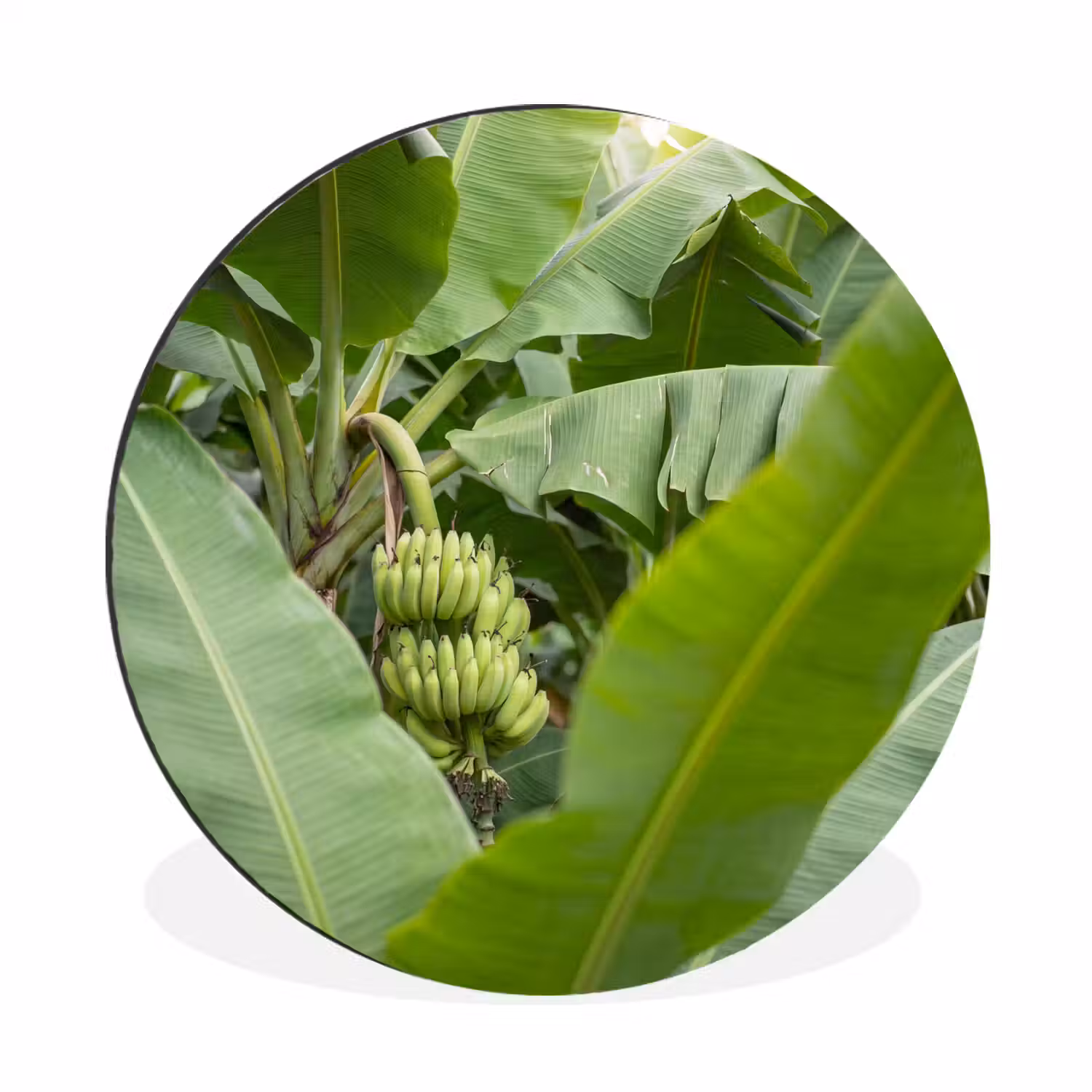 Eten - Bananen - Plantage - Groen Wandcirkel aluminium klein -3d