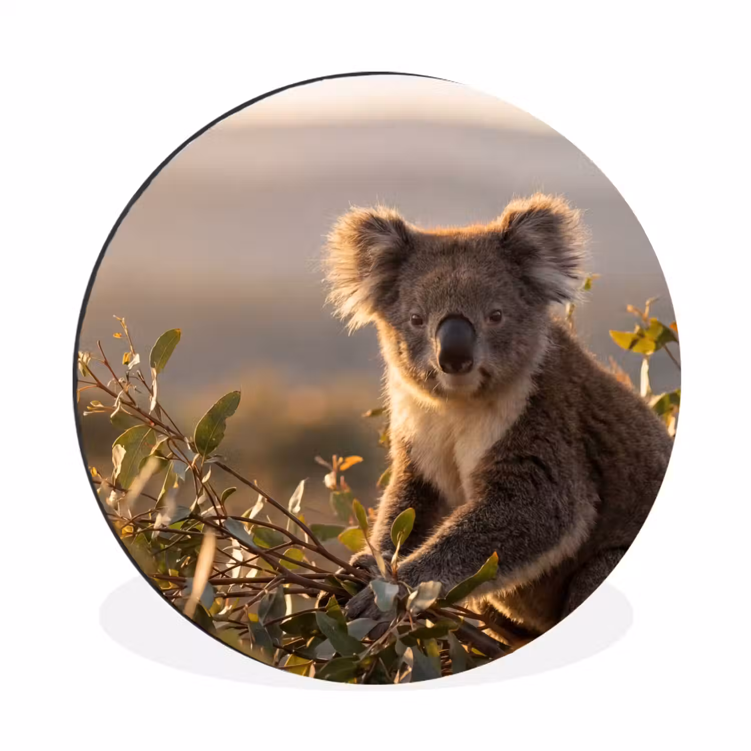 Koala - Bladeren - Ochtendlicht Wandcirkel aluminium klein -3d