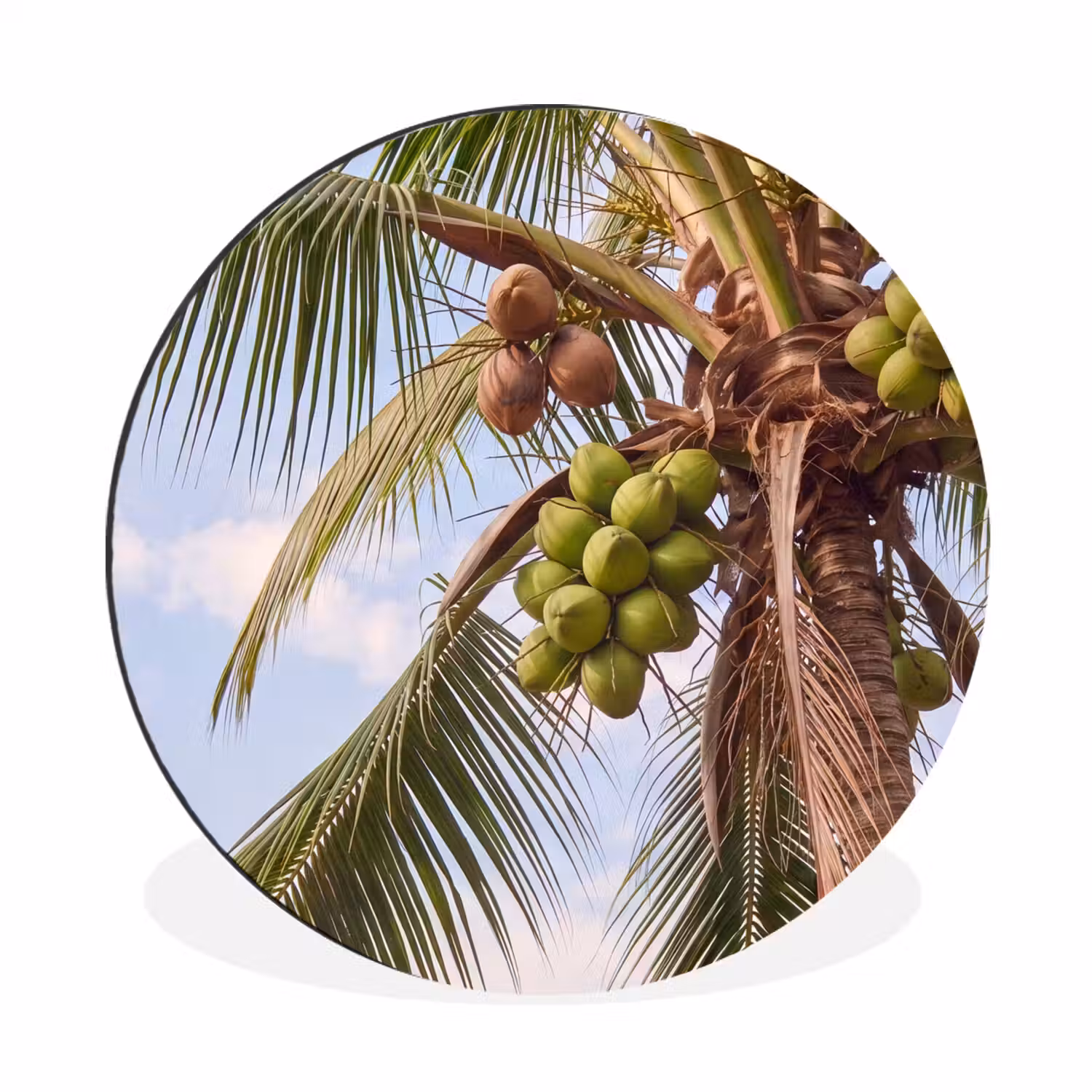 Kokosnoot - Boom - Tropisch - Natuur - Groen Wandcirkel aluminium klein -3d
