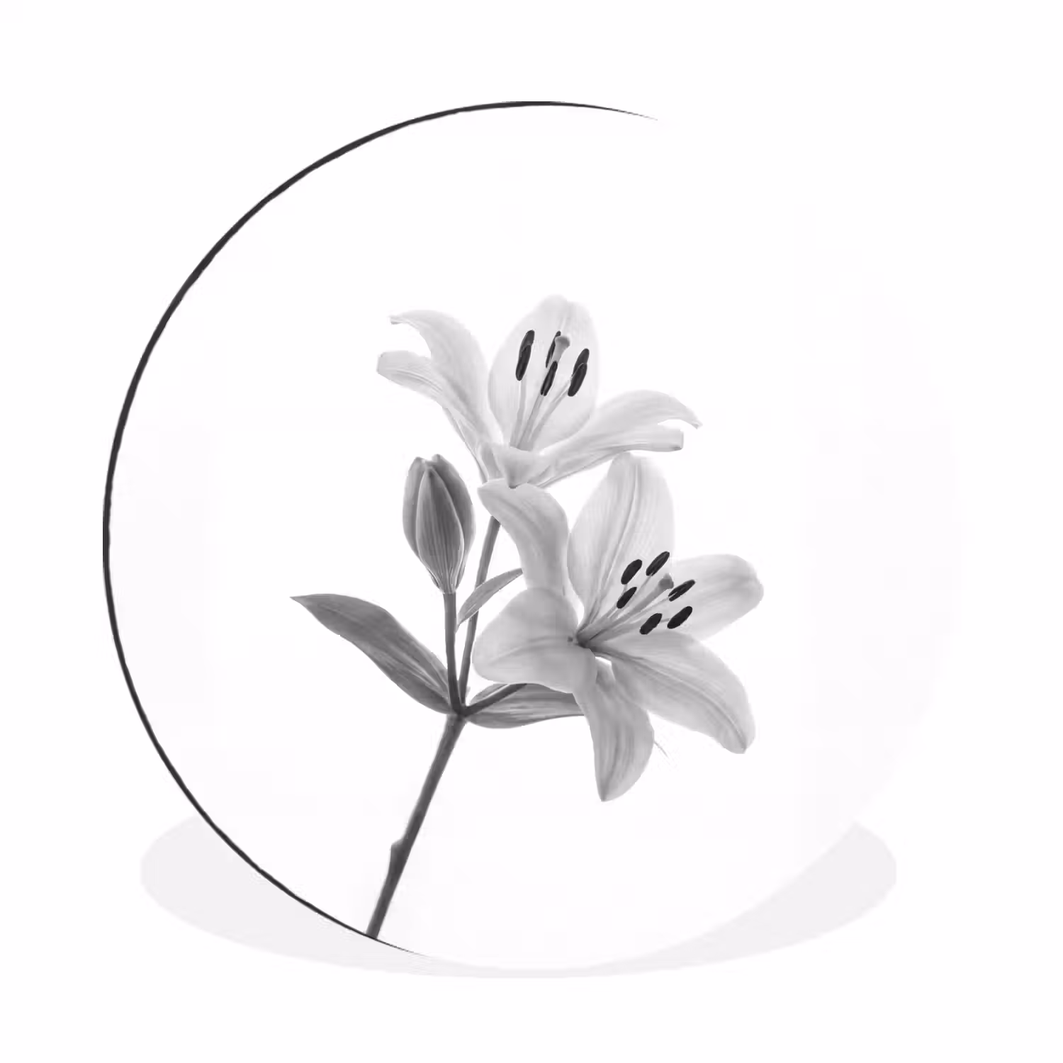 Lelies - Elegant - Zwart - Wit Wandcirkel aluminium klein -3d