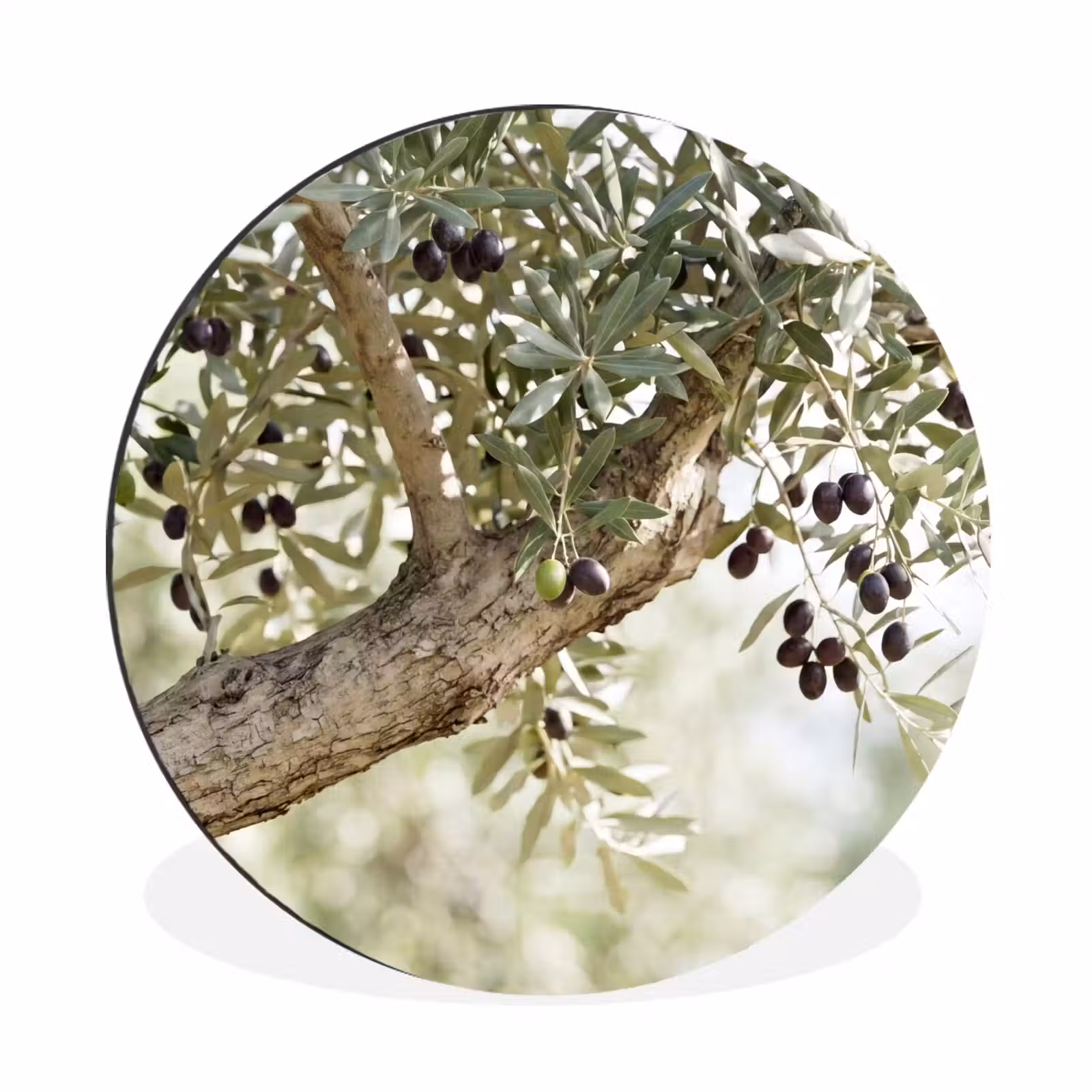 Alu-Dibond-Bild Rund - Olivenbaum – Zweig – grün - Olijfboom - tak - groen Wandcirkel aluminium klein