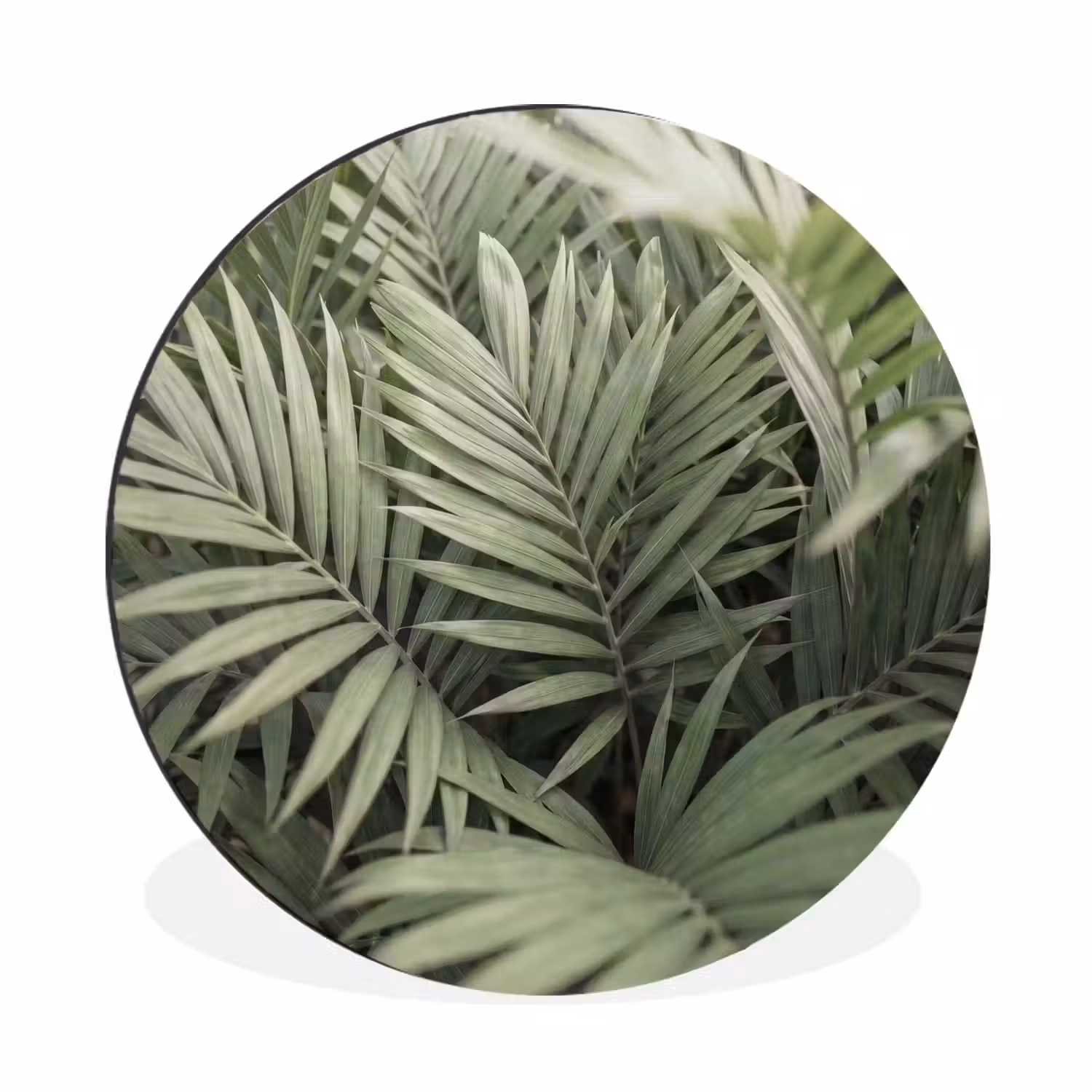 Plant - Palmbladeren - Natuur - Groen Wandcirkel aluminium klein -3d