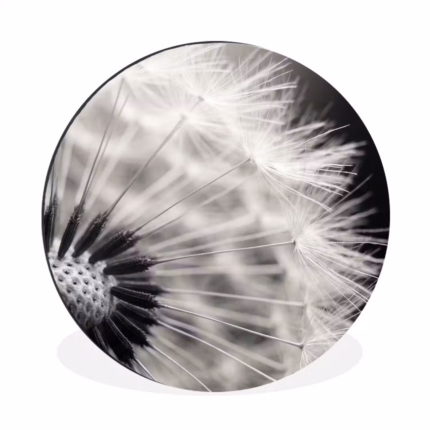 Paardenbloem - Zwart - Wit Wandcirkel aluminium klein -3d