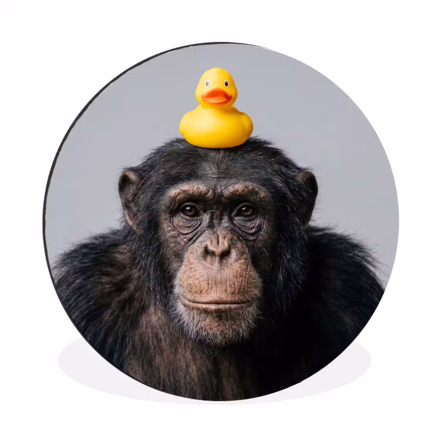 Chimpansee - Badeend - Grijs Wandcirkel aluminium klein -3d