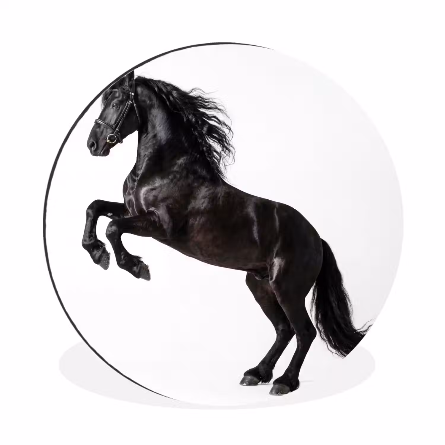 Zwart - Paard - Portret Wandcirkel aluminium klein -3d