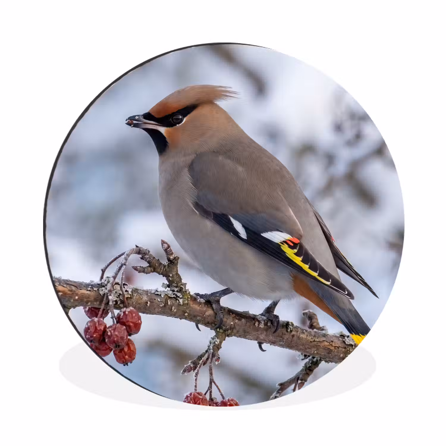 Pestvogel - Bessen - Winter - Natuur Wandcirkel aluminium klein -3d