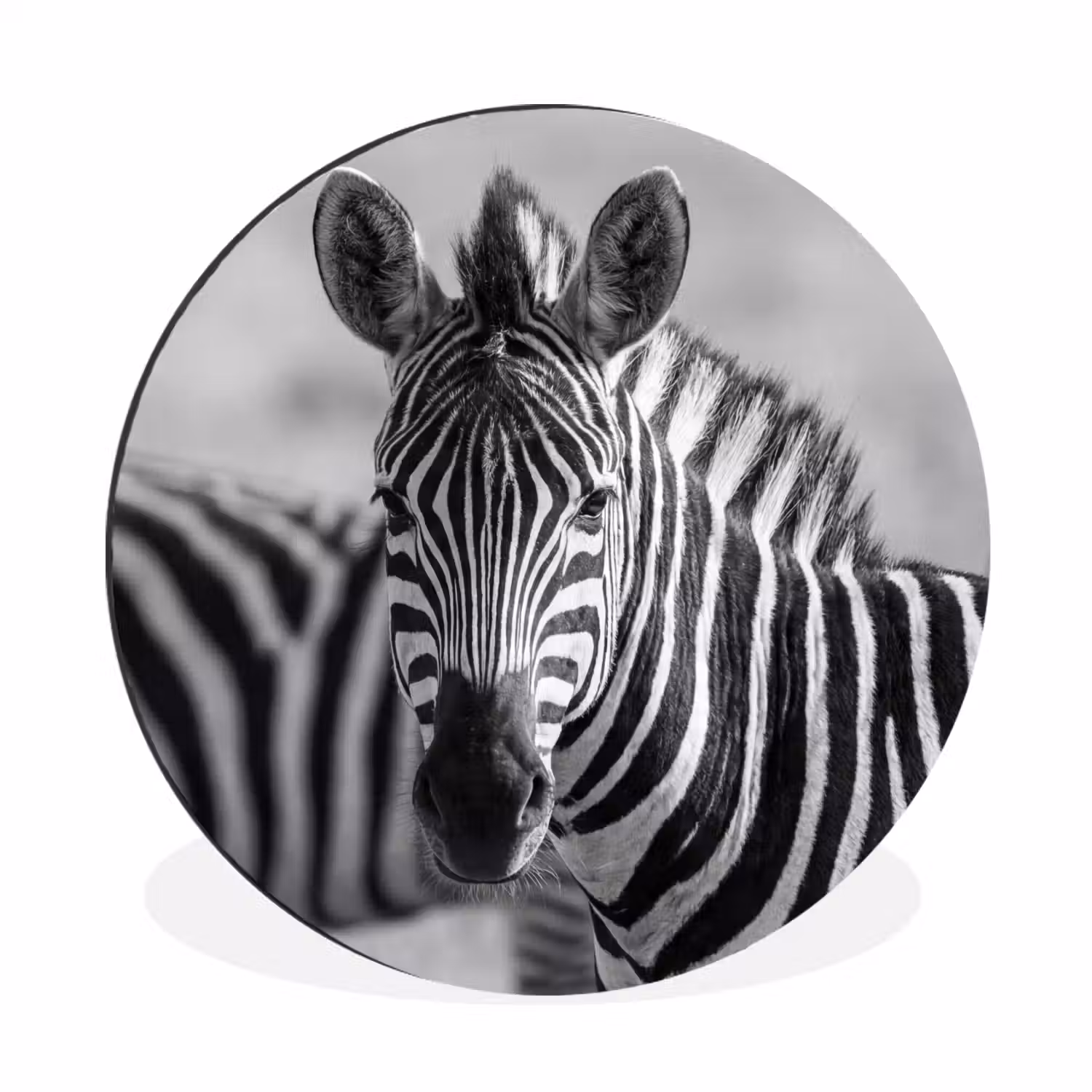 Zebra's - Zwart - Wit Wandcirkel aluminium klein -3d