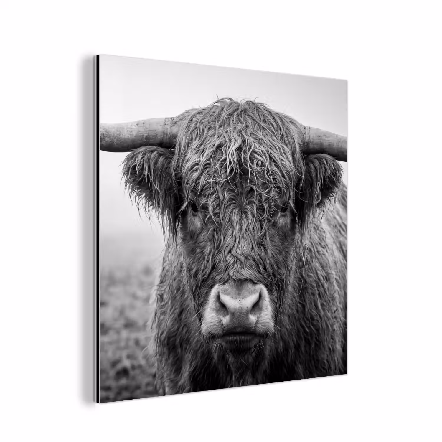 Schotse hooglander - Zwart - Wit - Gras aluminium wit klein -3d