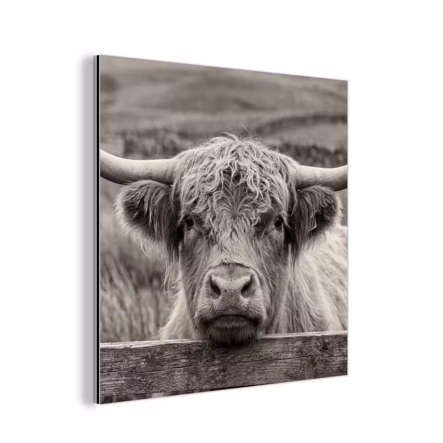 Schotse hooglander - Zwart - Wit - Hout aluminium wit klein -3d