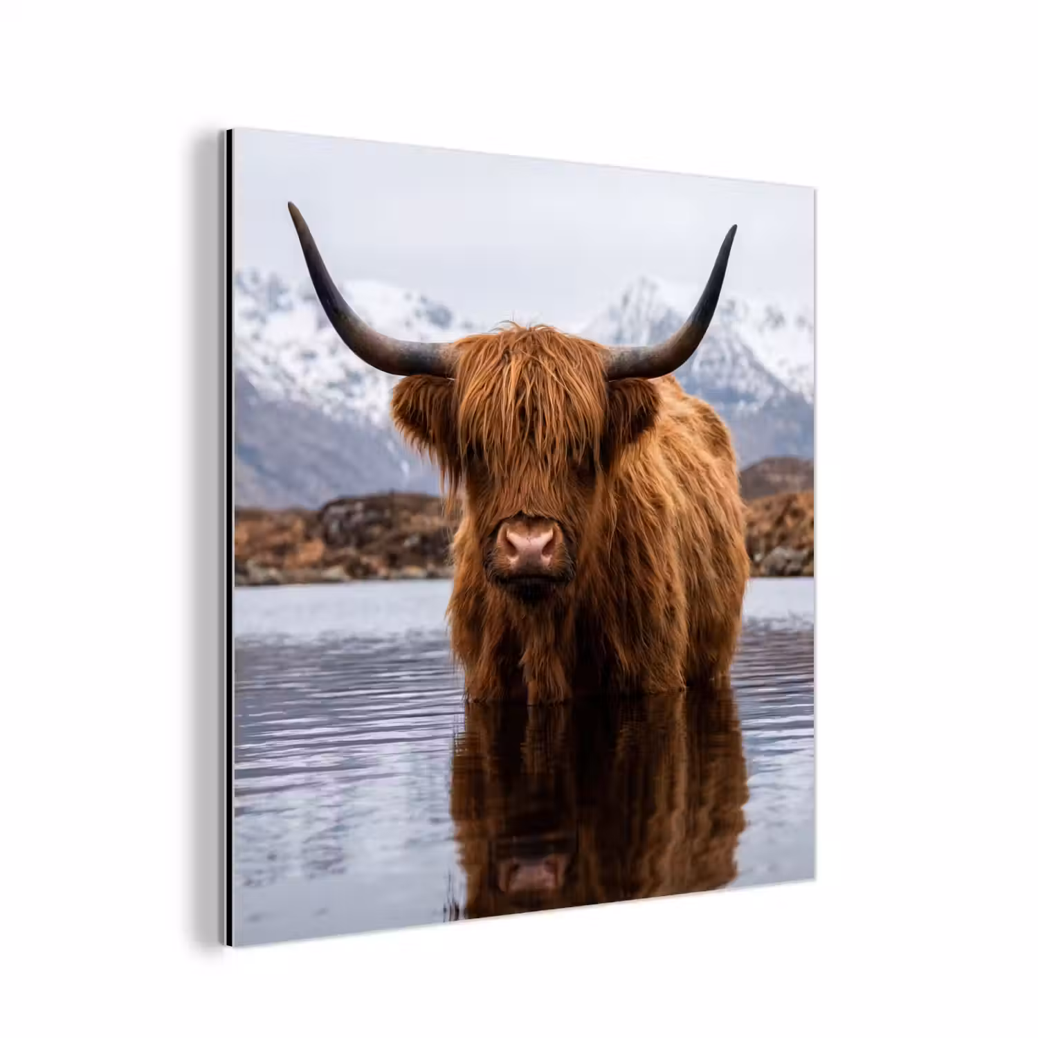 Schotse hooglander - Bruin - Water aluminium wit klein -3d