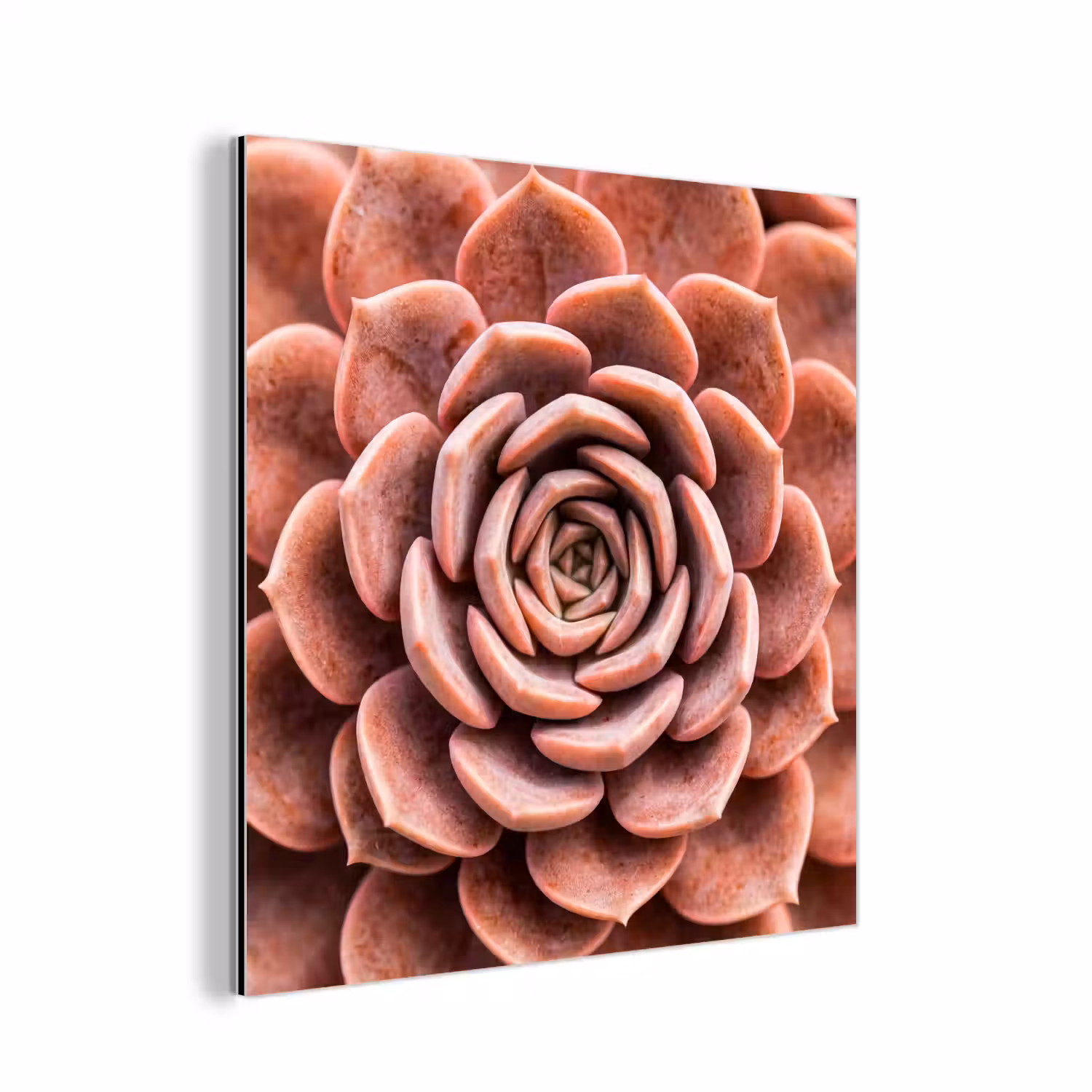 Vetplant - Organisch - Roze aluminium wit klein -3d