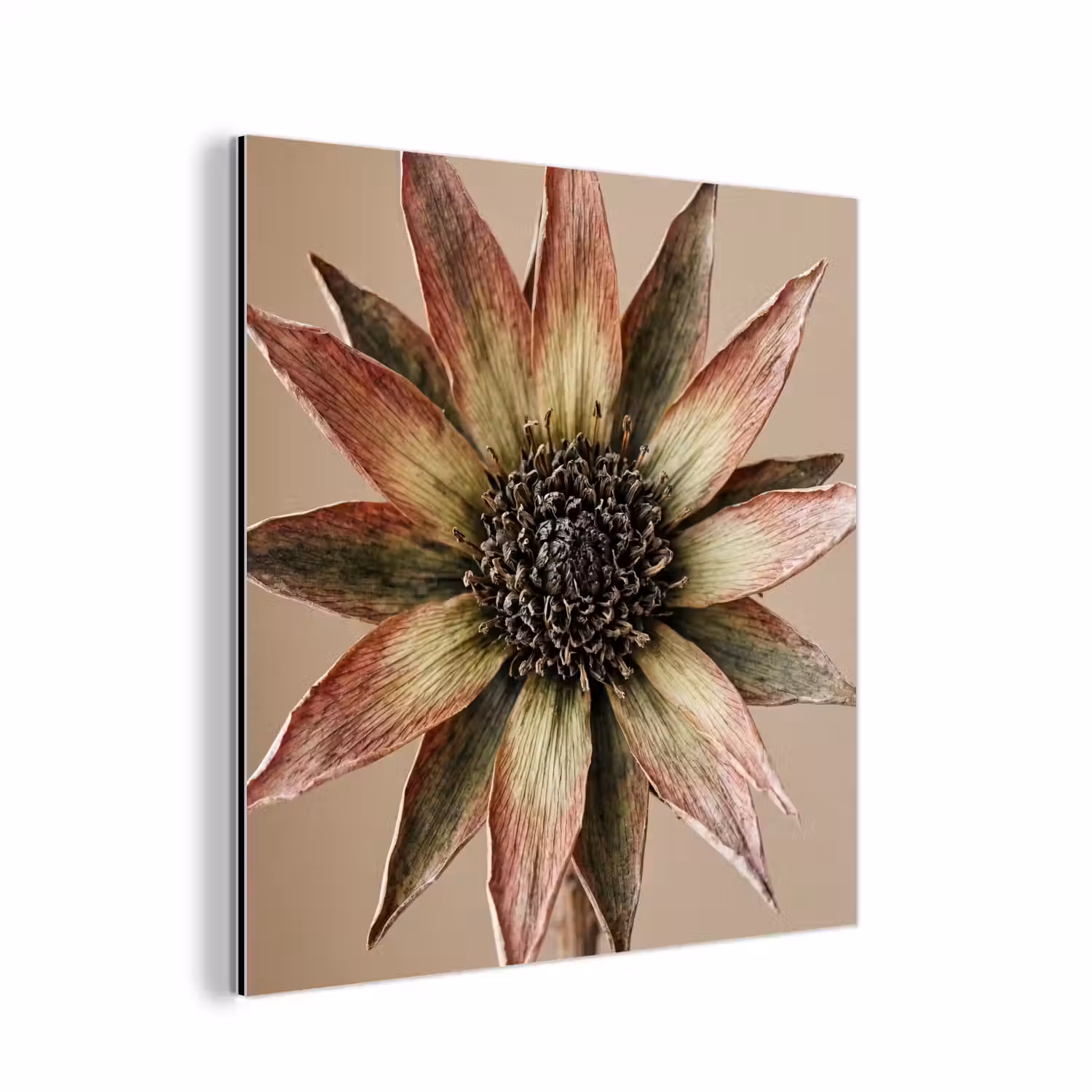 Droogbloem - Protea - Vintage - Beige - Rustiek aluminium wit klein -3d