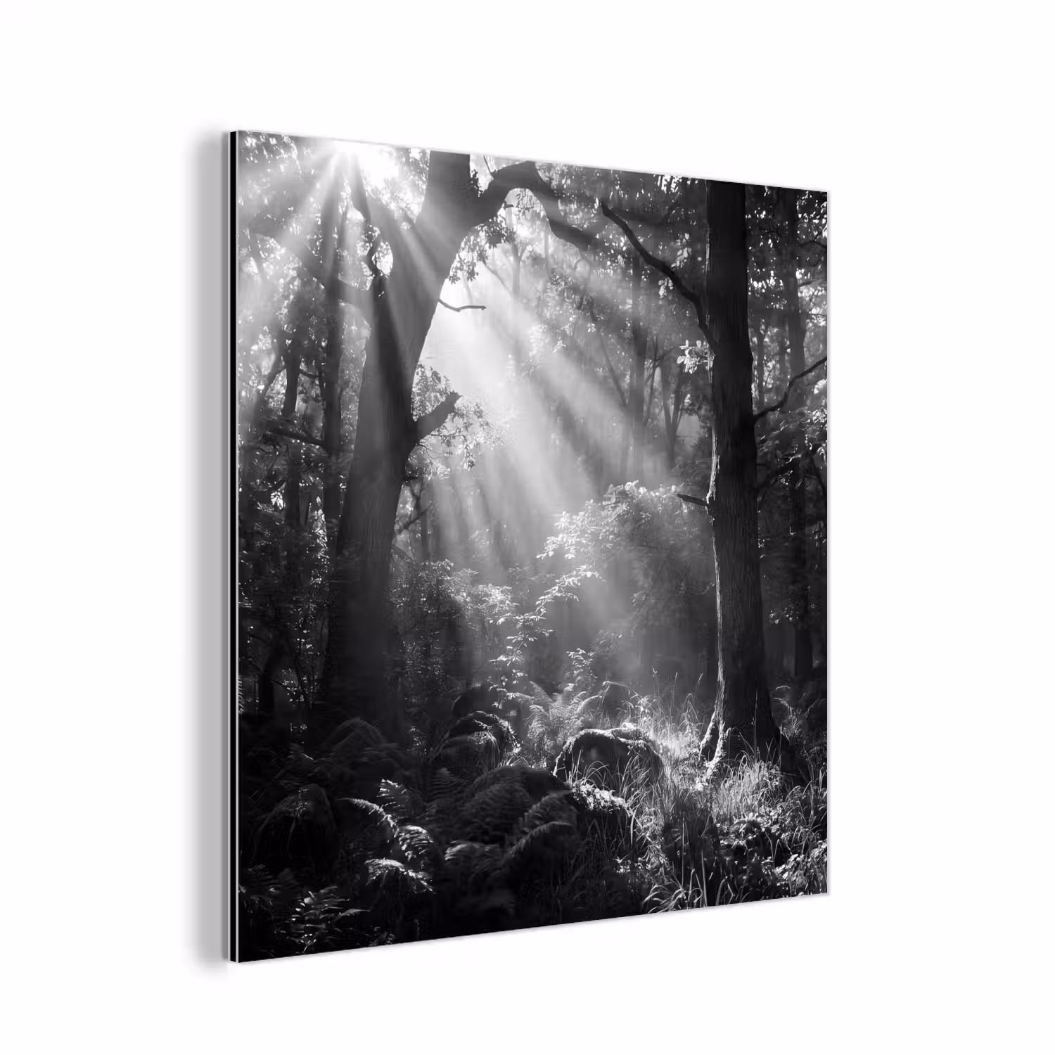 Bos - Lichtstralen - Natuur - Zwart-wit aluminium wit klein -3d