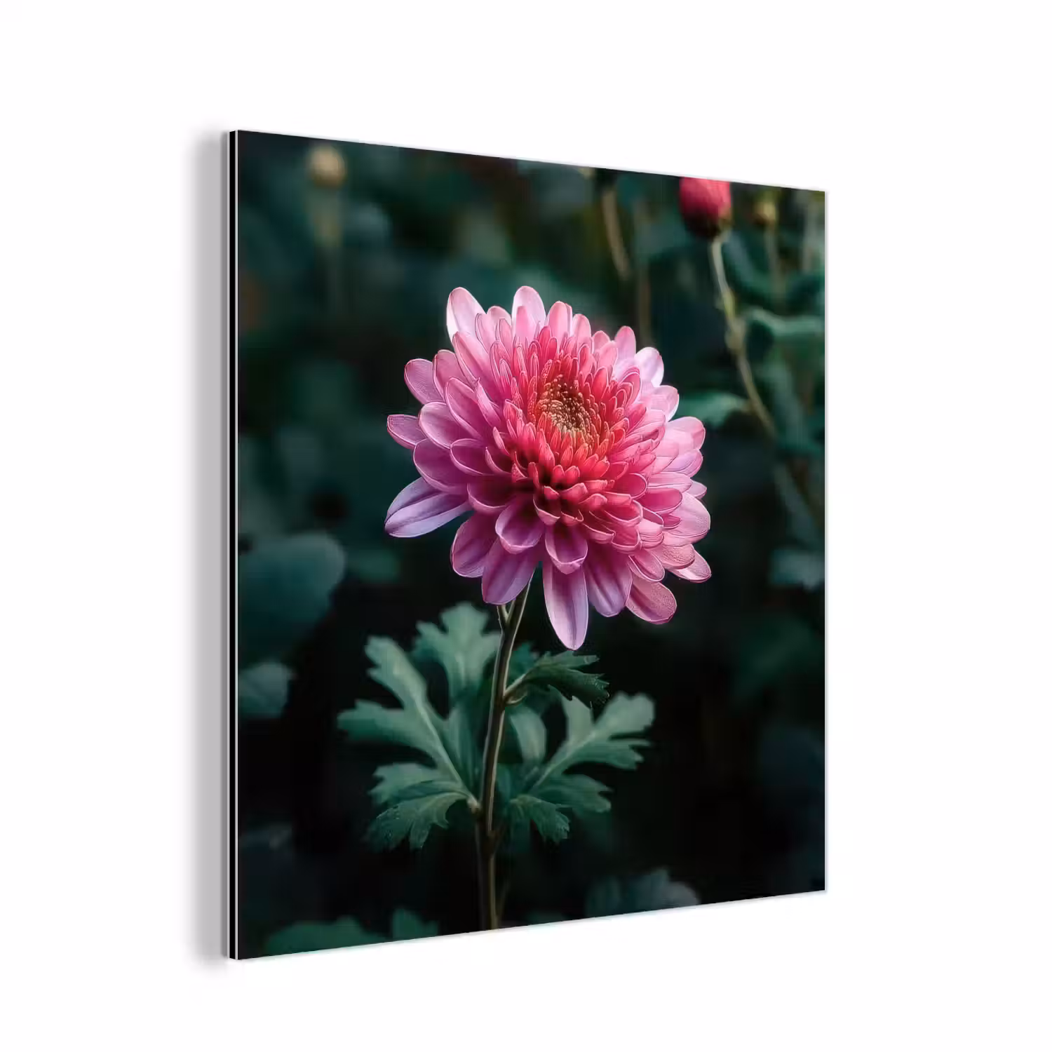Blad - Chrysant - Roze - Schaduw aluminium wit klein -3d