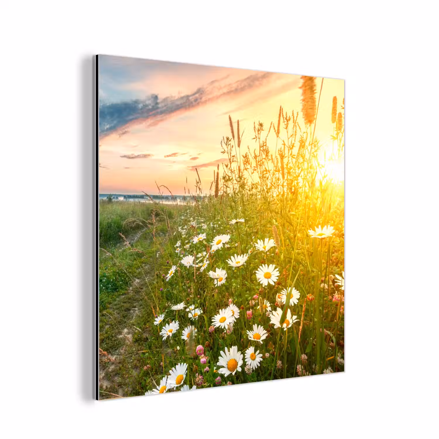 Bloemen - Madelief - Natuur - Zon - Horizon aluminium wit klein -3d