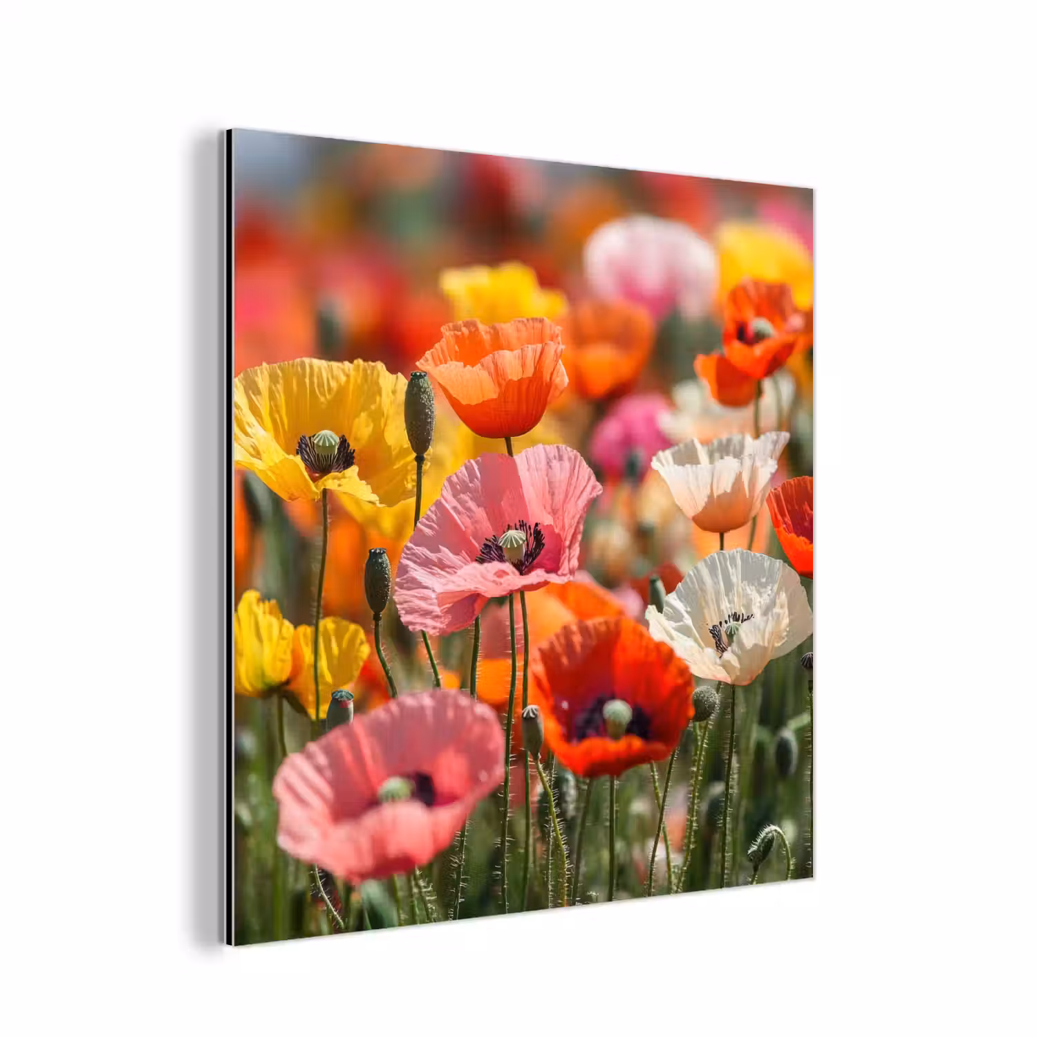 Bloemenveld - Klaprozen - Kleurrijk aluminium wit klein -3d