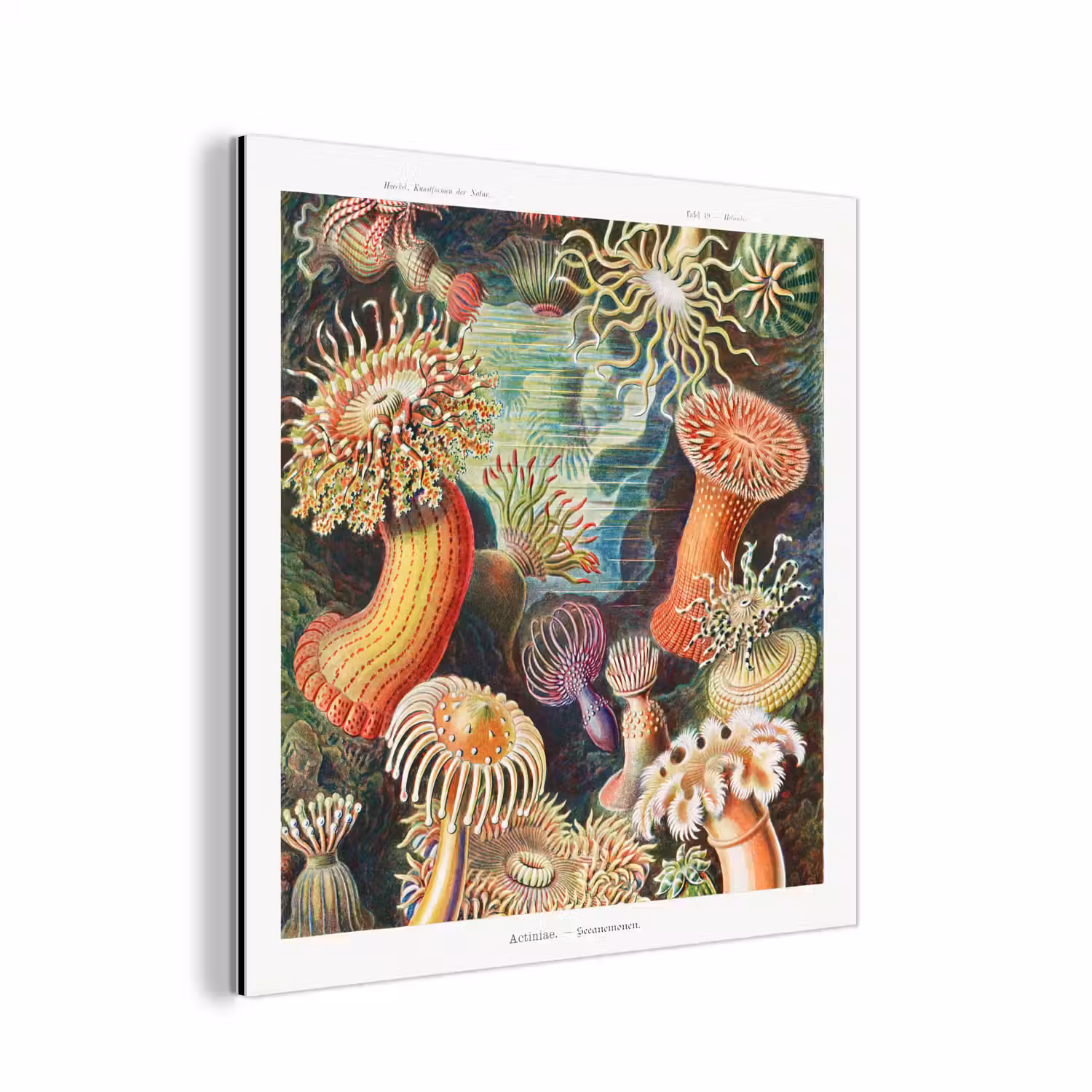 Ernst Haeckel - Anemoon - Retro - Tuinposter - Tuinhuis aluminium wit klein -3d