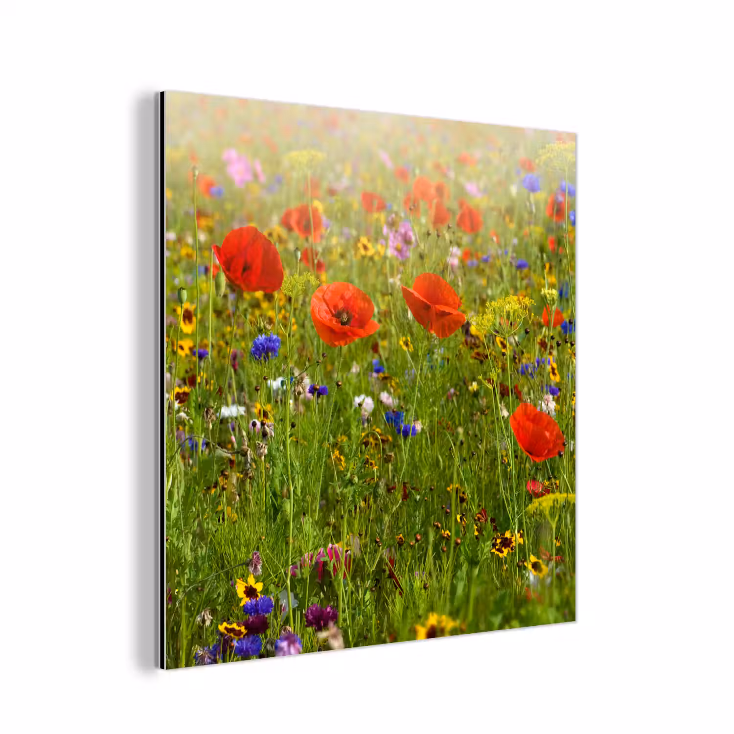 Lente - Bloemen - Rood - Klaproos - Gras - Groen aluminium wit klein -3d