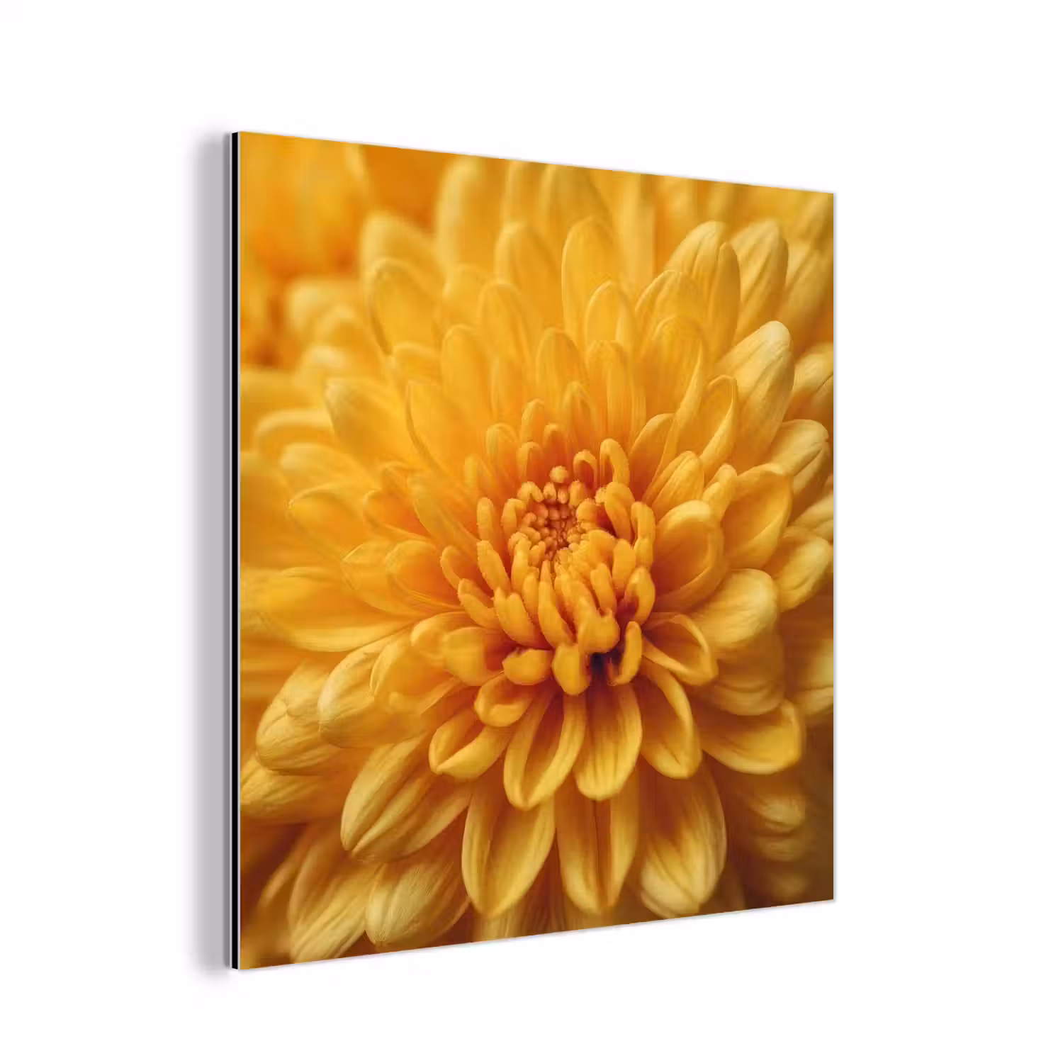 Geel - Chrysant - Zachtheid aluminium wit klein -3d