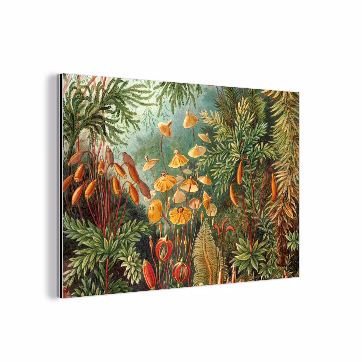 Design - Natuur - Paddenstoelen - Ernst Haeckel aluminium wit klein -3d