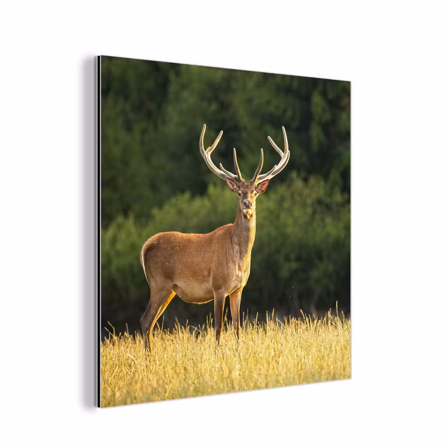 Hert - Gewei - Gras - Natuur - Dieren - Groen aluminium wit klein -3d