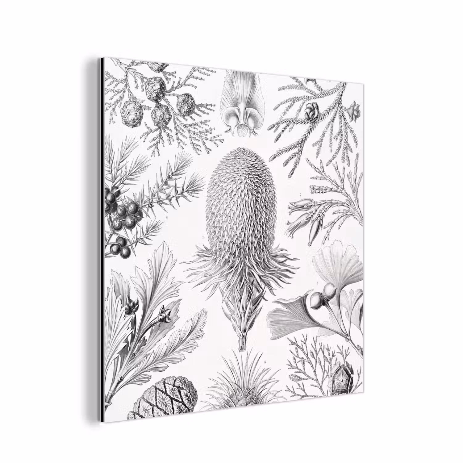 Tuinposter zwart wit - Ernst Haeckel - Kunst - Retro - Tuin aluminium wit klein -3d