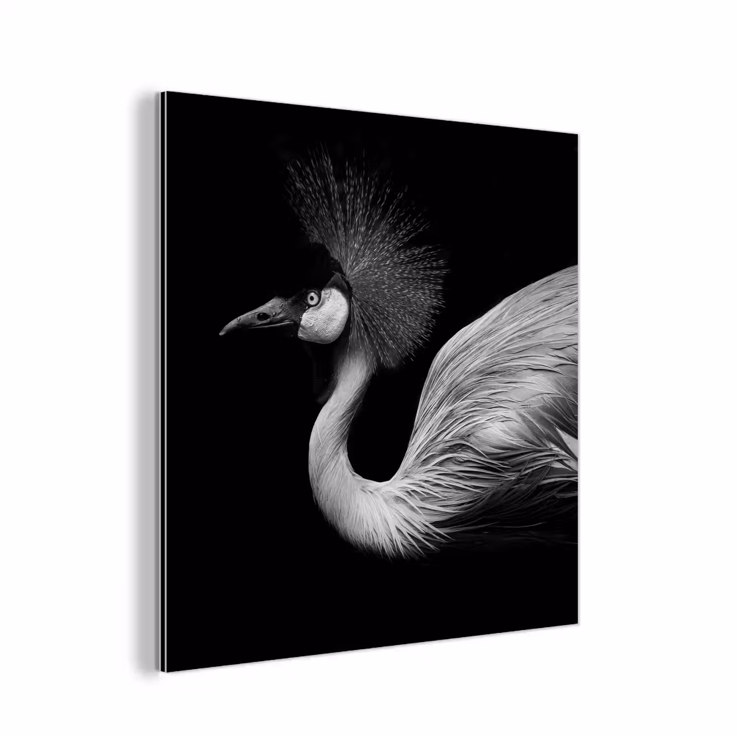 Kraanvogel - Zwart - Wit - Vogel - Dieren aluminium wit klein -3d