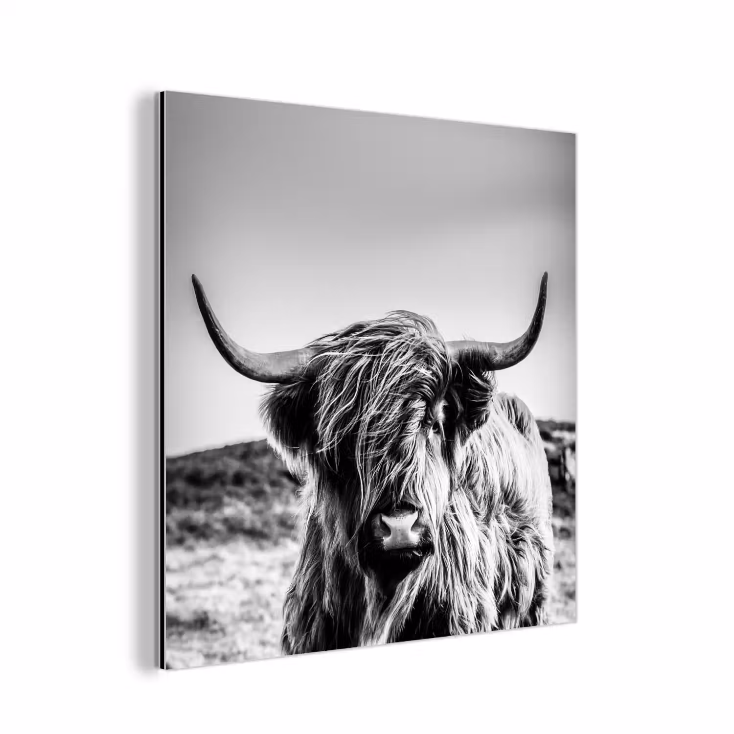Koe - Schotse hooglander - Zwart - Wit - Dier - Natuur - Wild aluminium wit klein -3d