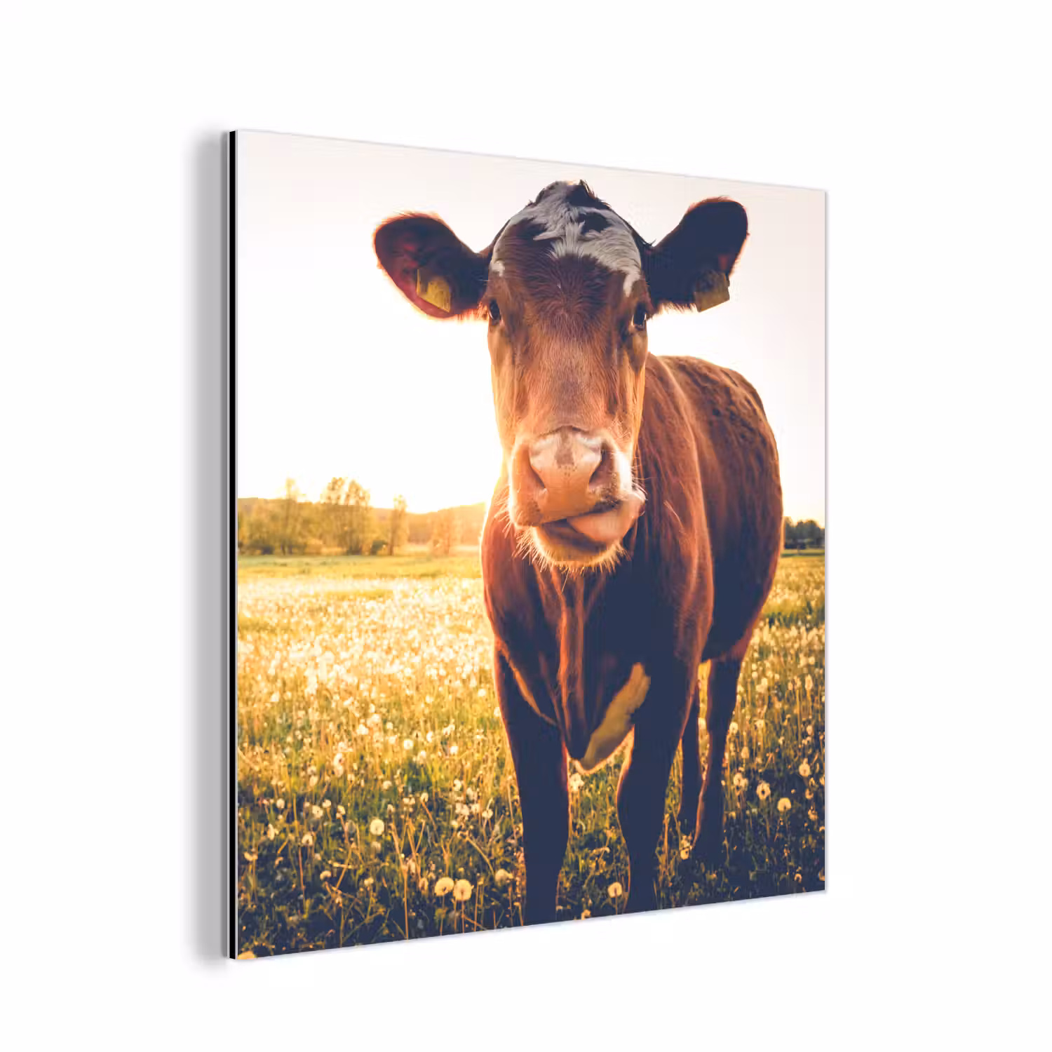 Koe - Zonsondergang - Bloemen - Gras - Dieren aluminium wit klein -3d