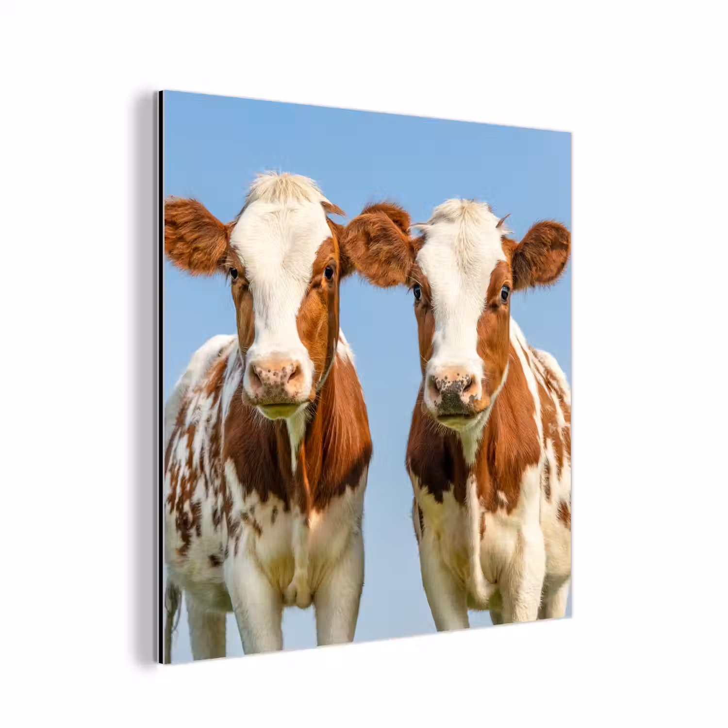 Koeien - Lucht - Dieren - Boerderij - Portret aluminium wit klein -3d