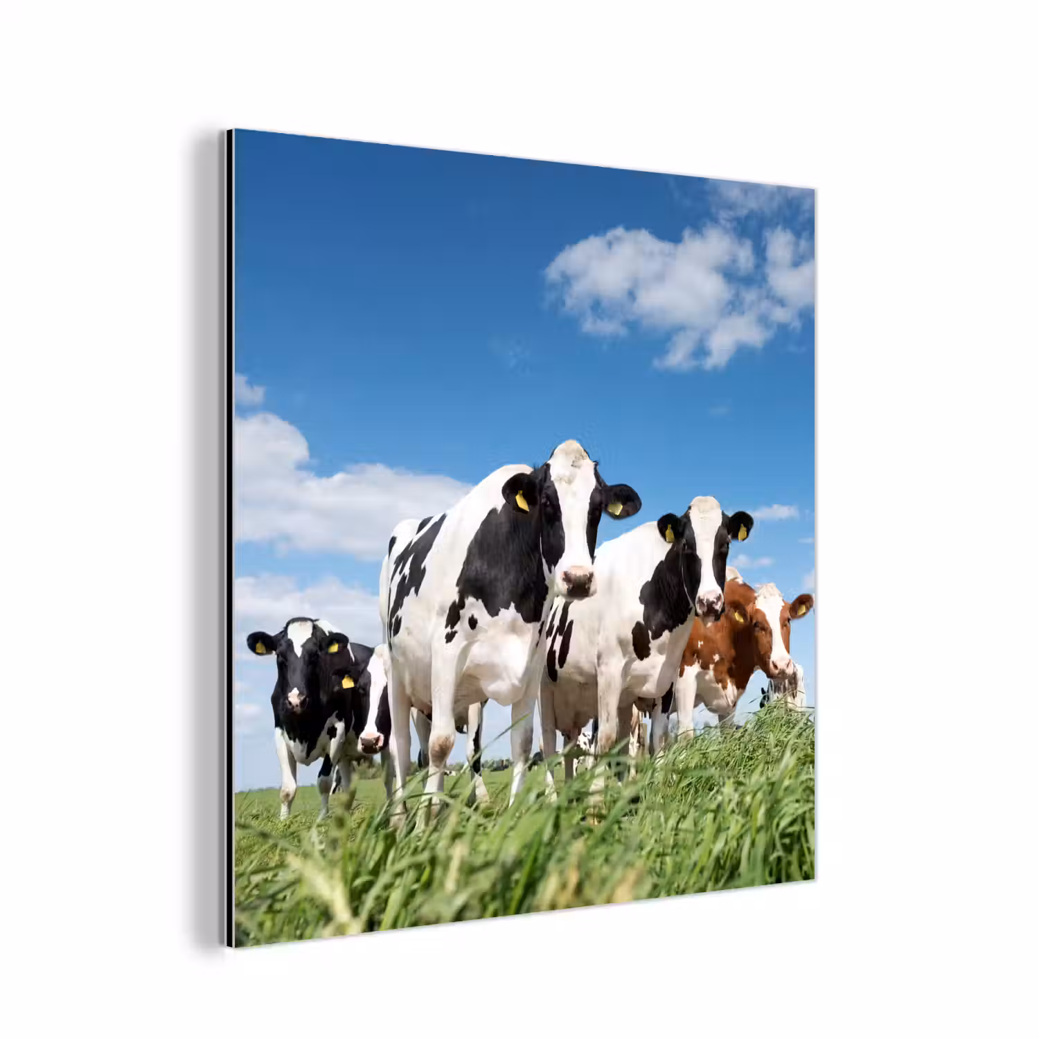 Koeien - Platteland - Weiland - Natuur - Dieren aluminium wit klein -3d