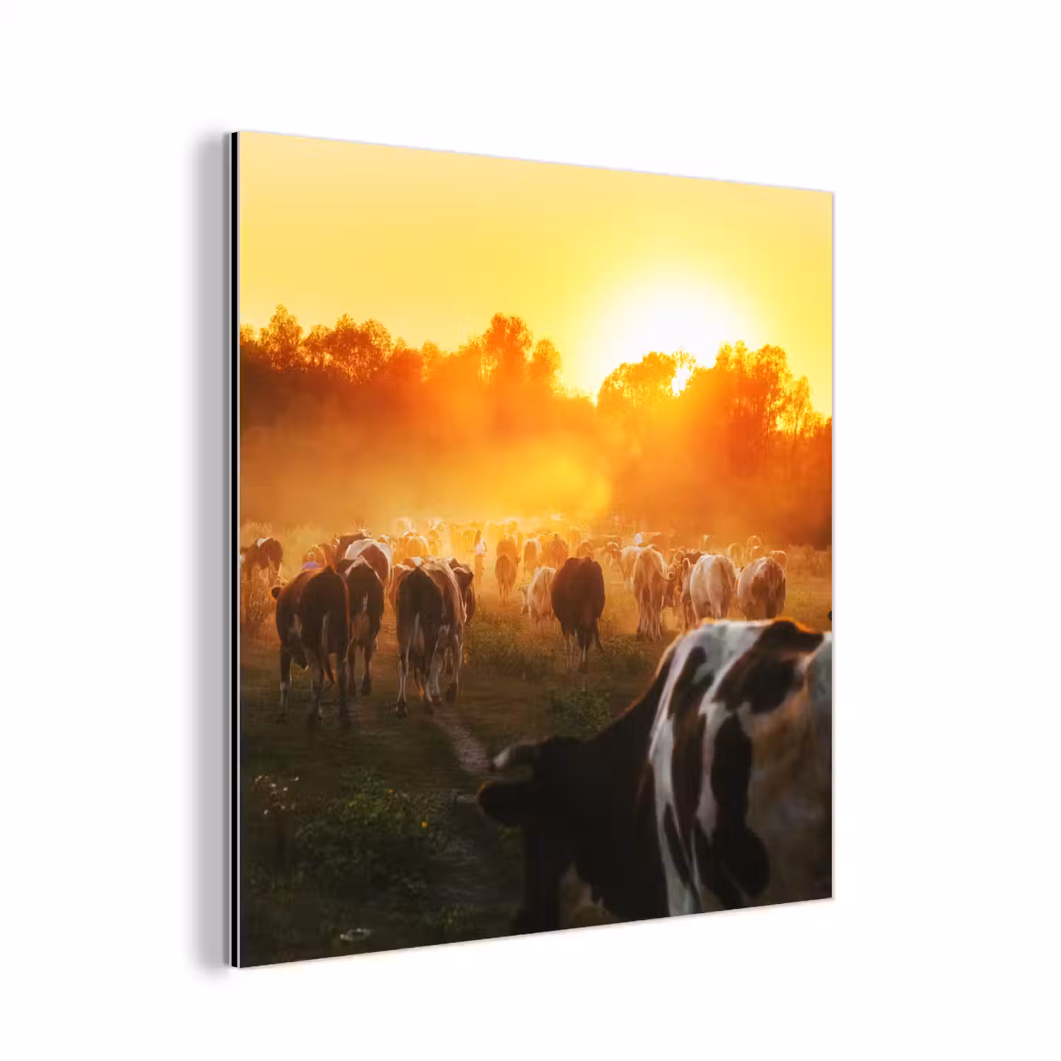 Koeien - Zonsondergang - Weiland - Dieren aluminium wit klein -3d
