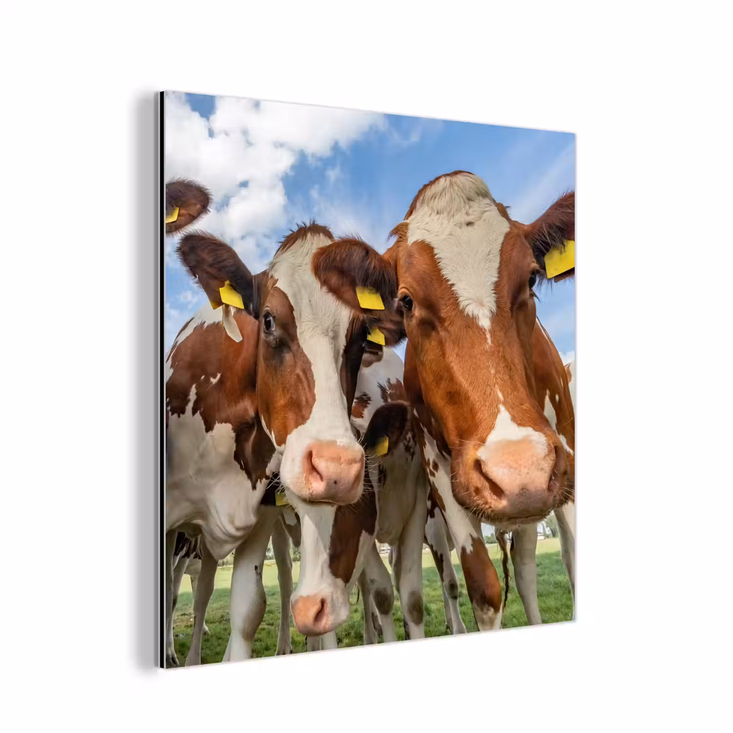 Koeien - Dieren - Weiland - Natuur aluminium wit klein -3d