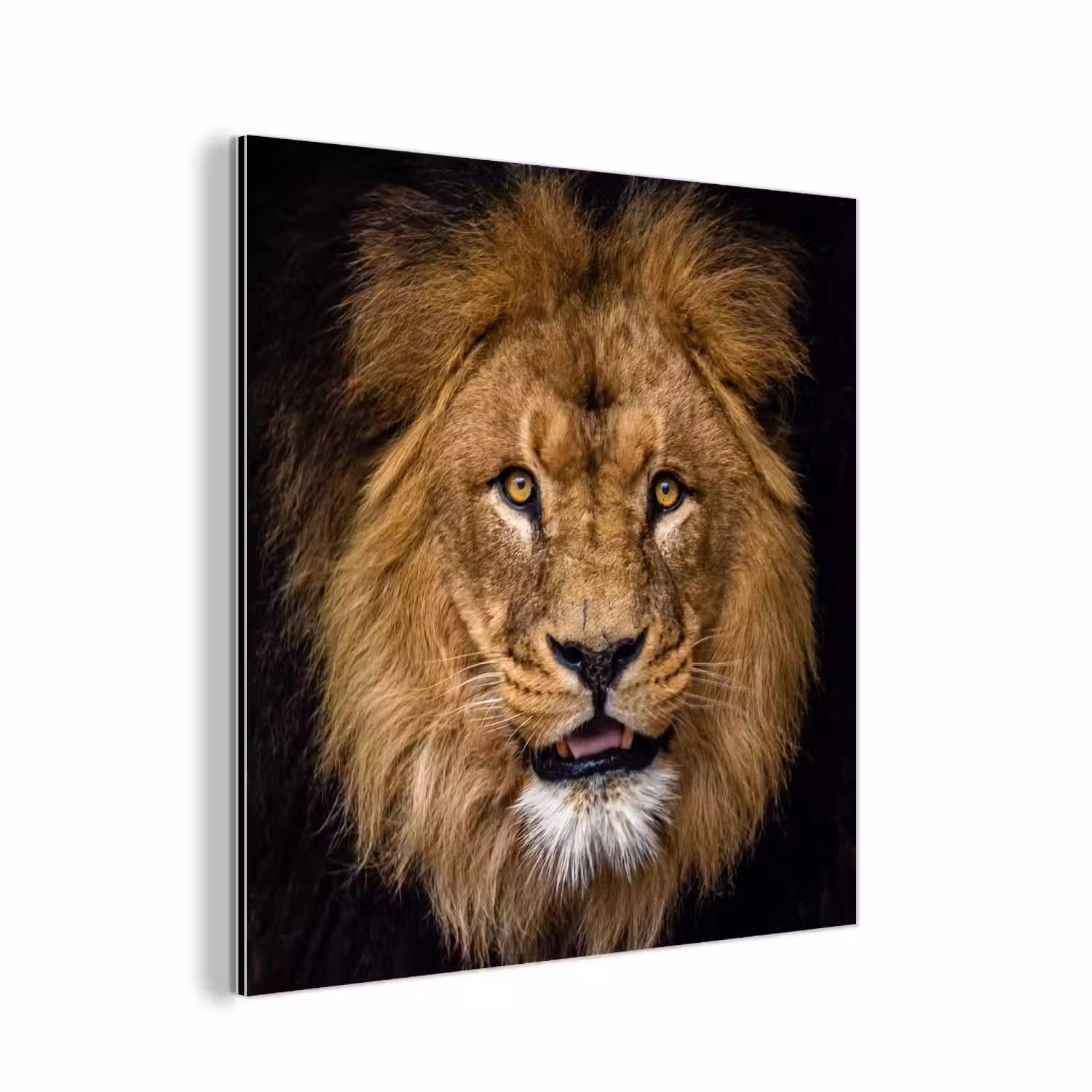 Leeuw - Portret - Zwart - Dieren aluminium wit klein -3d