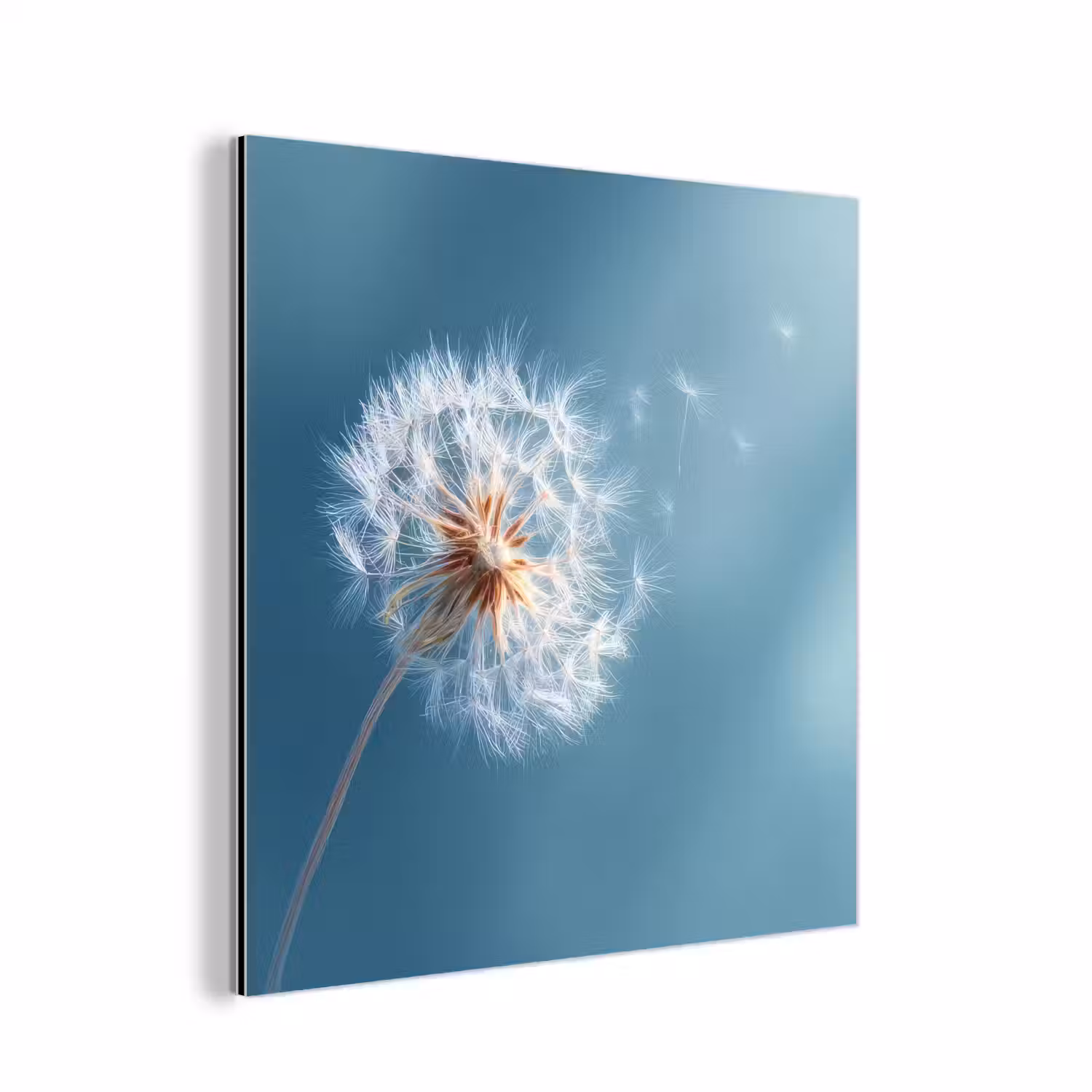 Paardenbloem - Wind - Blauw aluminium wit klein -3d
