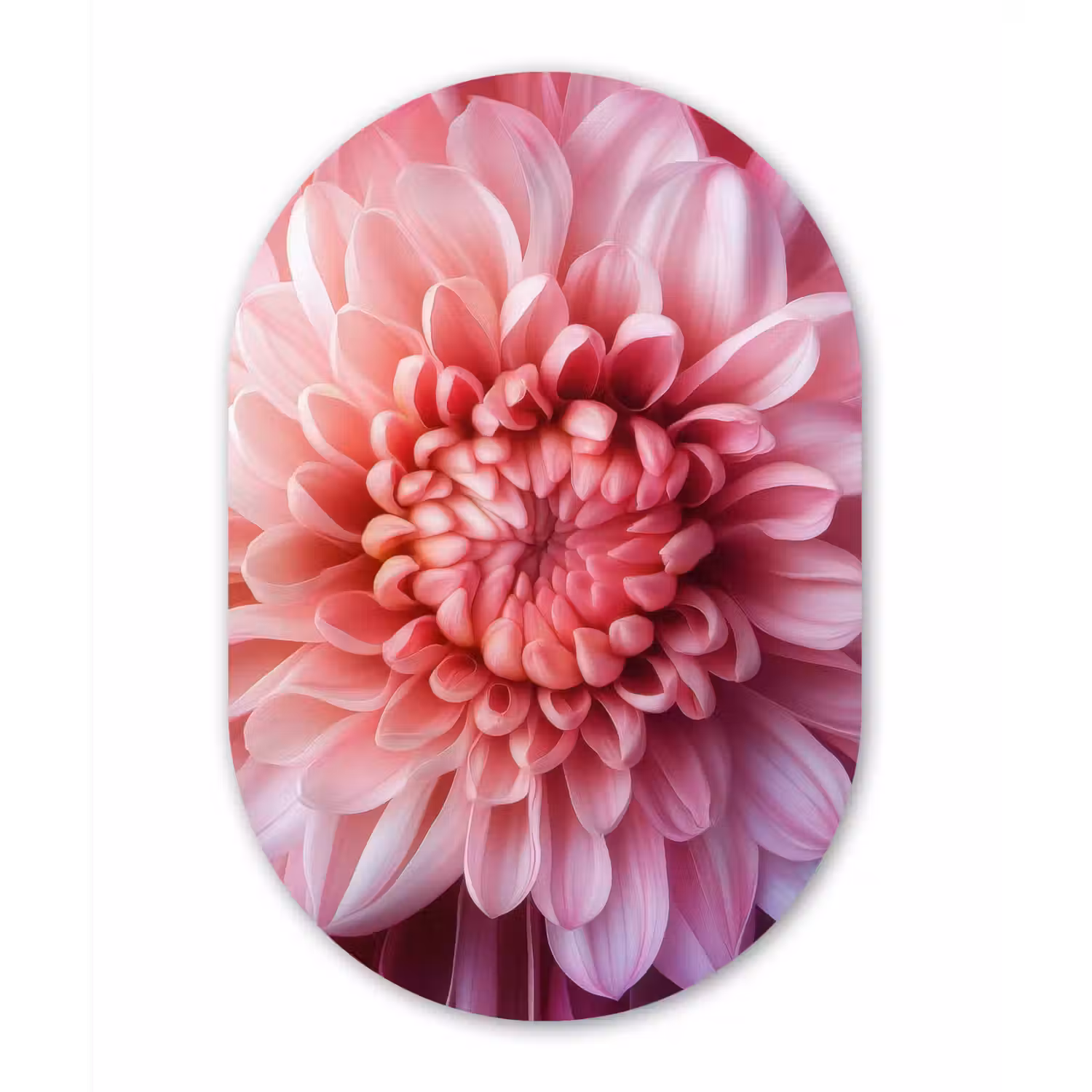Dahlia - Bloem - Close up - Roze Wandcirkel Ovaal Aluminium middel -3d