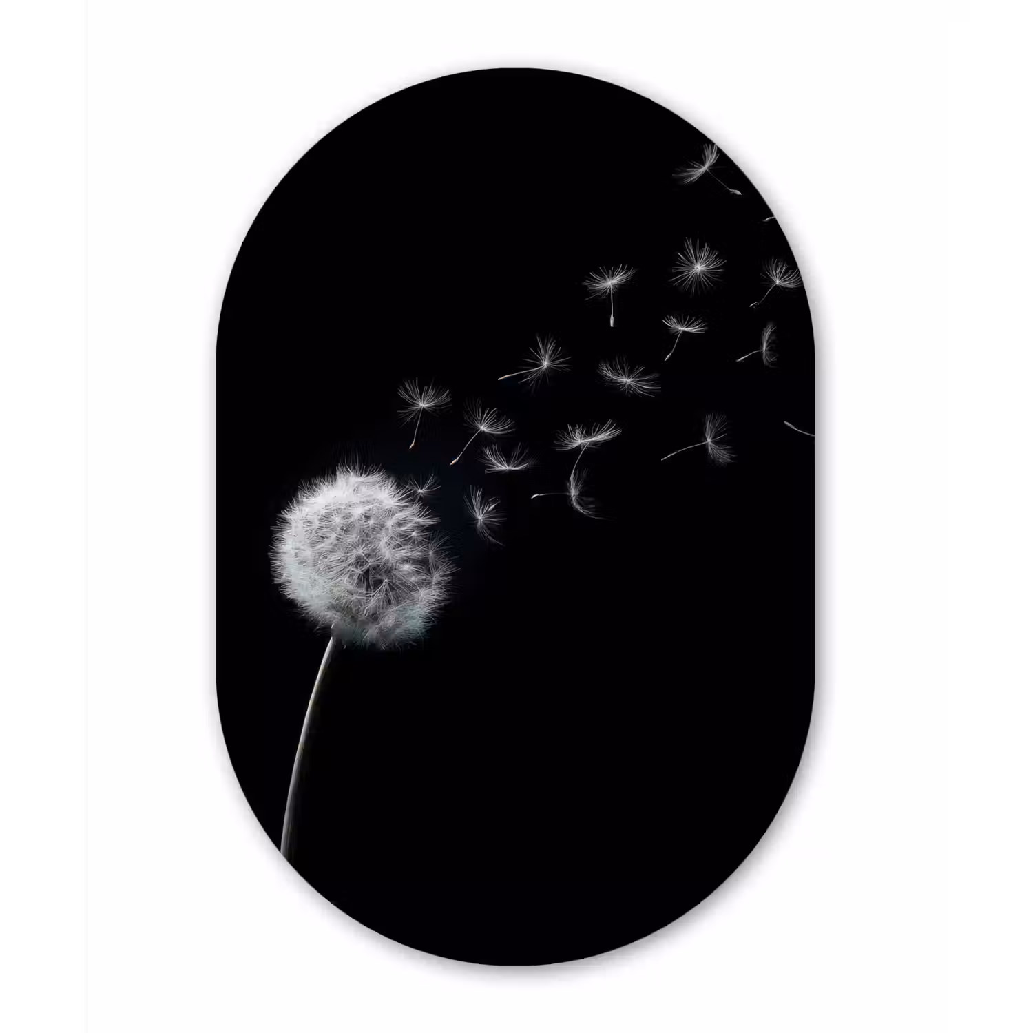 Paardenbloem - Zwart - Natuur Wandcirkel Ovaal Aluminium middel -3d