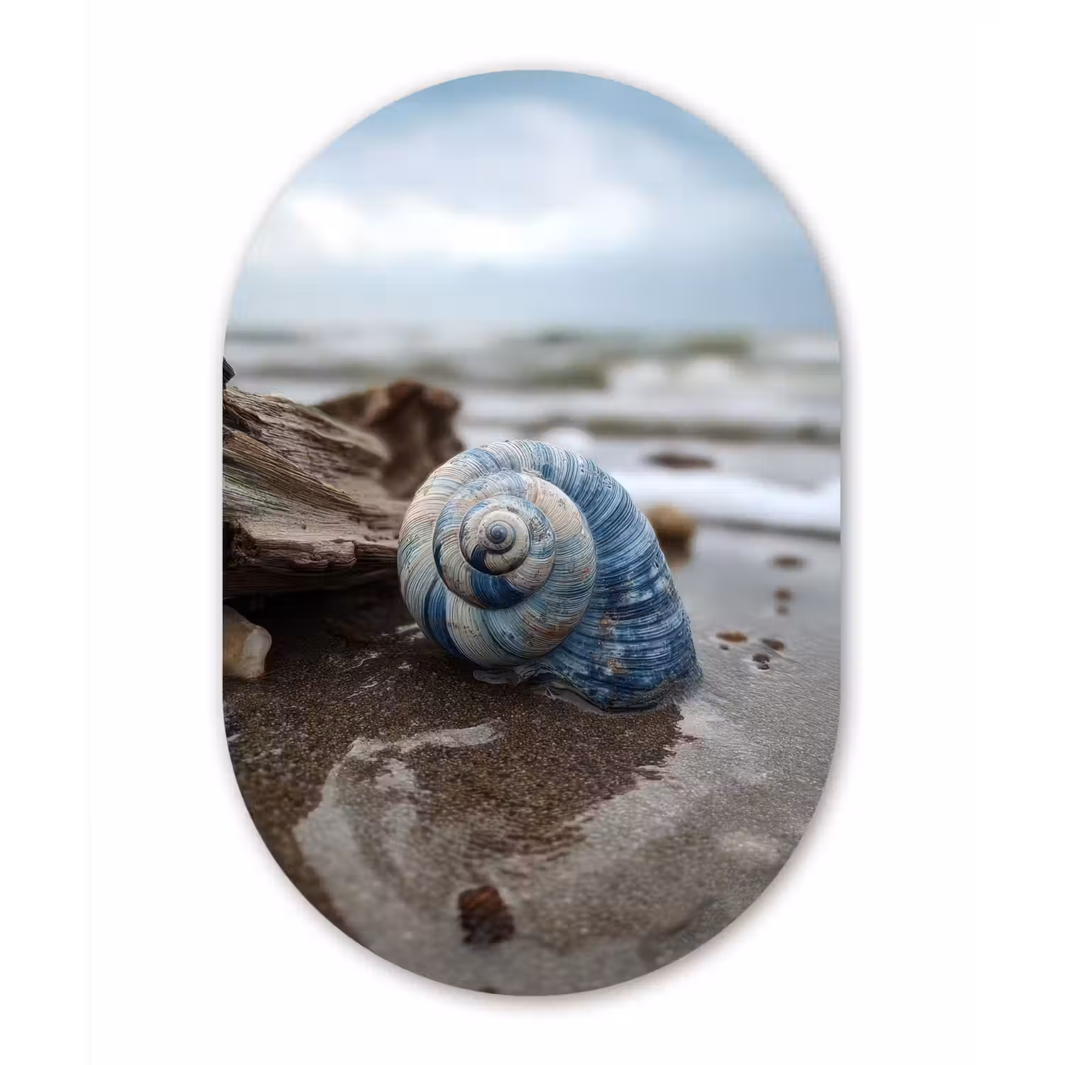 Schelp - Strand - Blauw - Zee Wandcirkel Ovaal Aluminium middel -3d