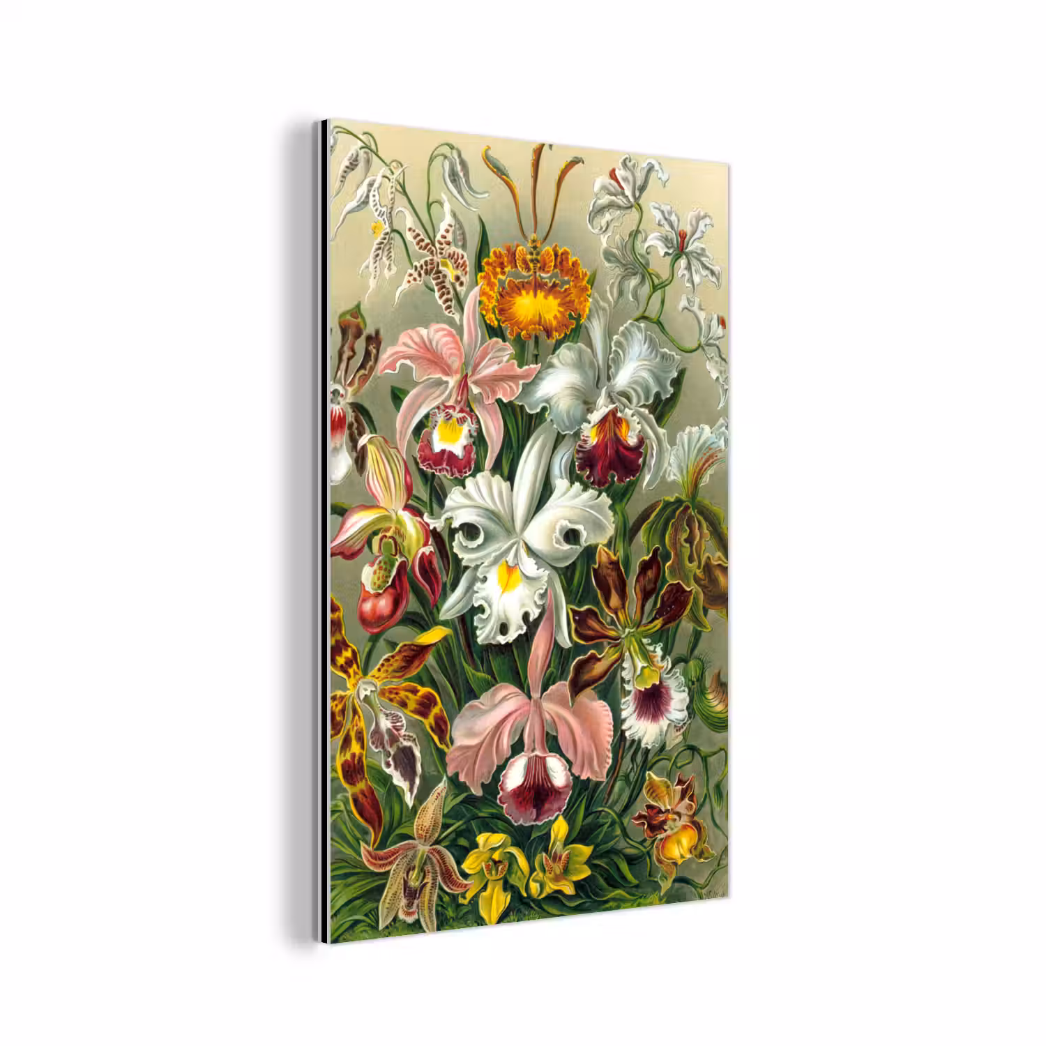 Planten - Natuur - Bloemen - Ernst Haeckel aluminium wit klein -3d