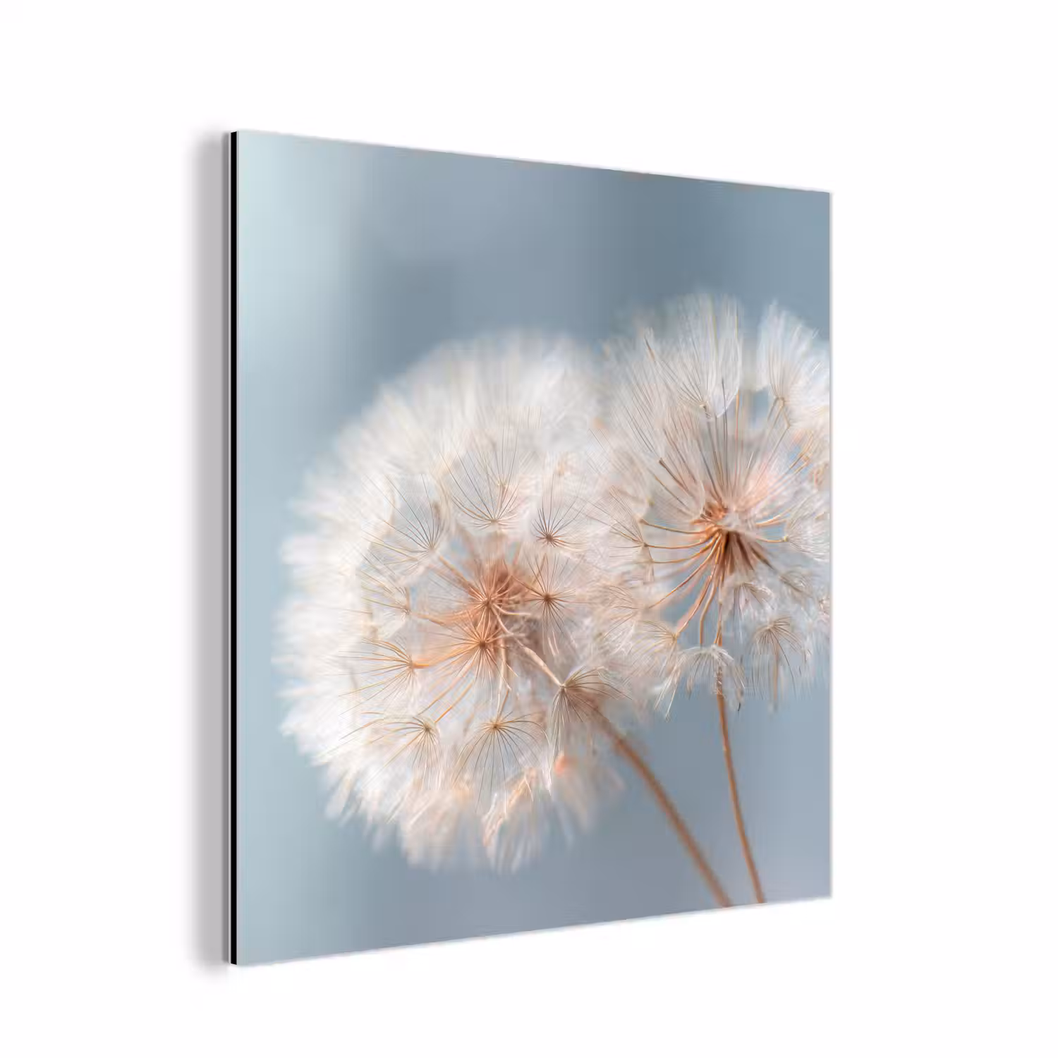 Paardenbloemen - Pluisjes - Wit aluminium wit klein -3d