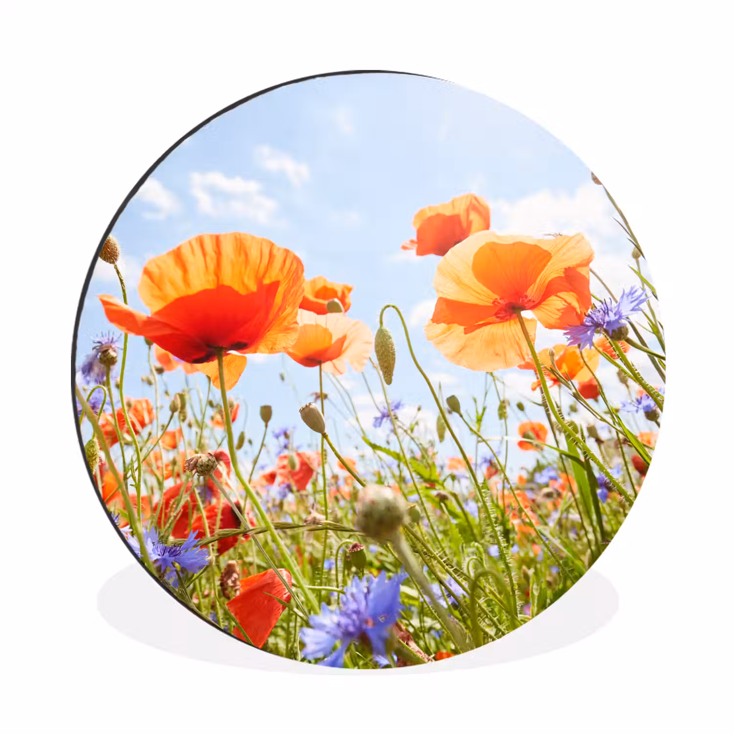Bloemen - Klaproos - Lente - Natuur - Rood - Blauw Wandcirkel aluminium klein -3d