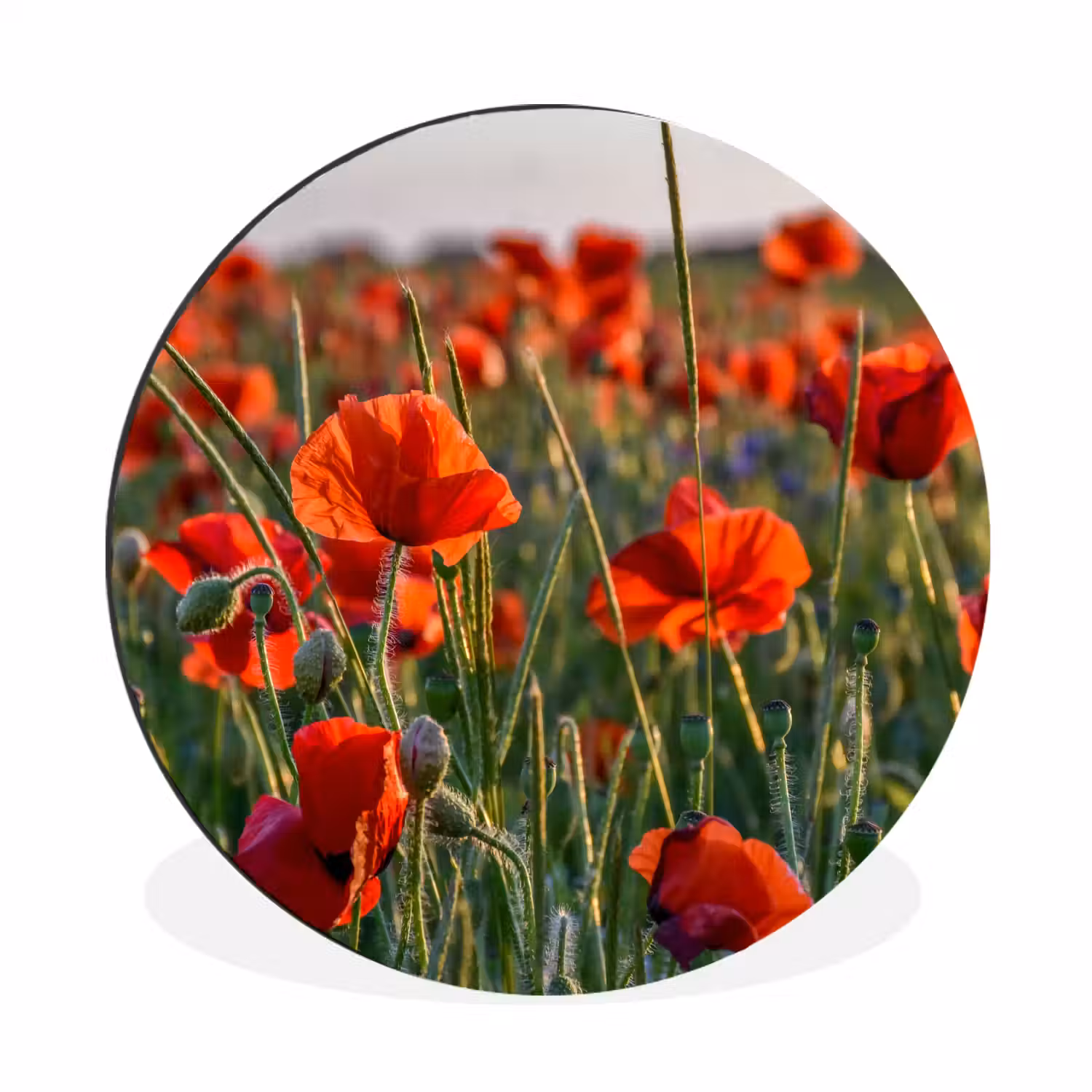 Bloemen - Klaprozen - Natuur - Rood Wandcirkel aluminium klein -3d