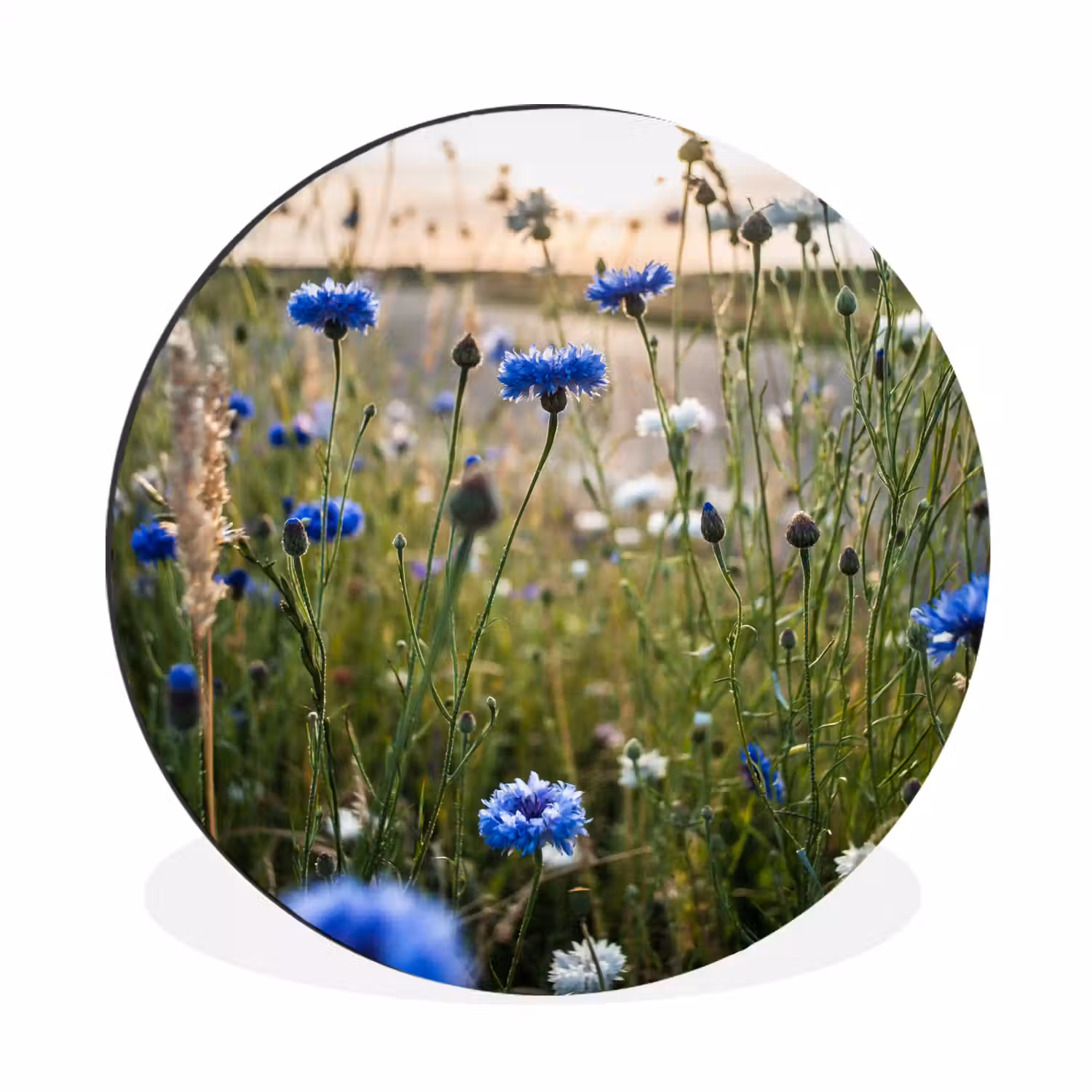 Bloemen - Zomer - Korenbloem - Blauw - Zon - Wolken Wandcirkel aluminium klein -3d